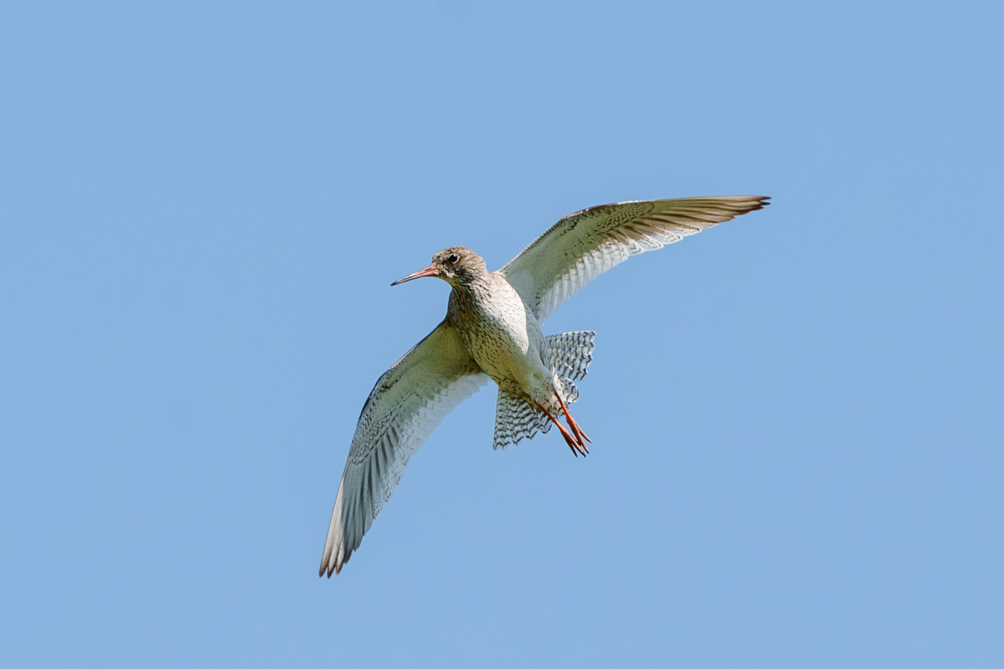 Удивительные мир птиц. Вокруг нас столько прекрасного — присмотритесь!. Ваш личный фотограф Марина Волкова
