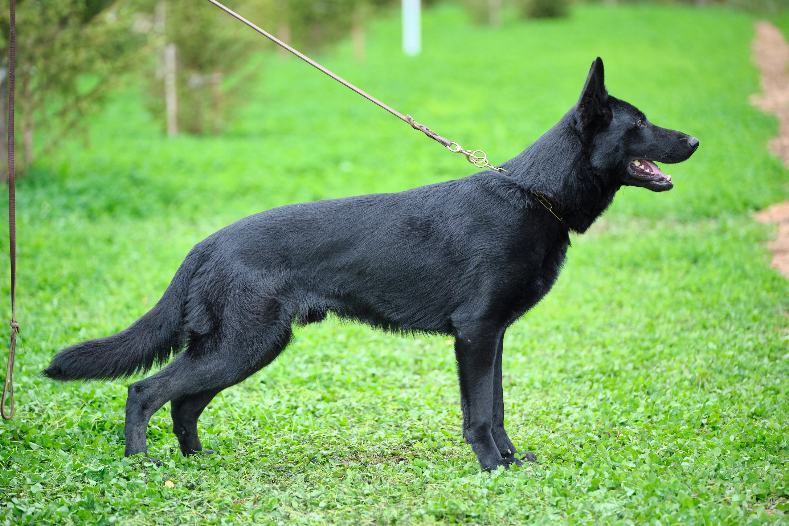 Фото немецких овчарок, стойки, портреты. Анималистика, фотограф - анималист. Фото, видеосъемка немецких овчарок, фото, видеосъемка собак. Рекламная съемка собак, съемка собак для выставок
