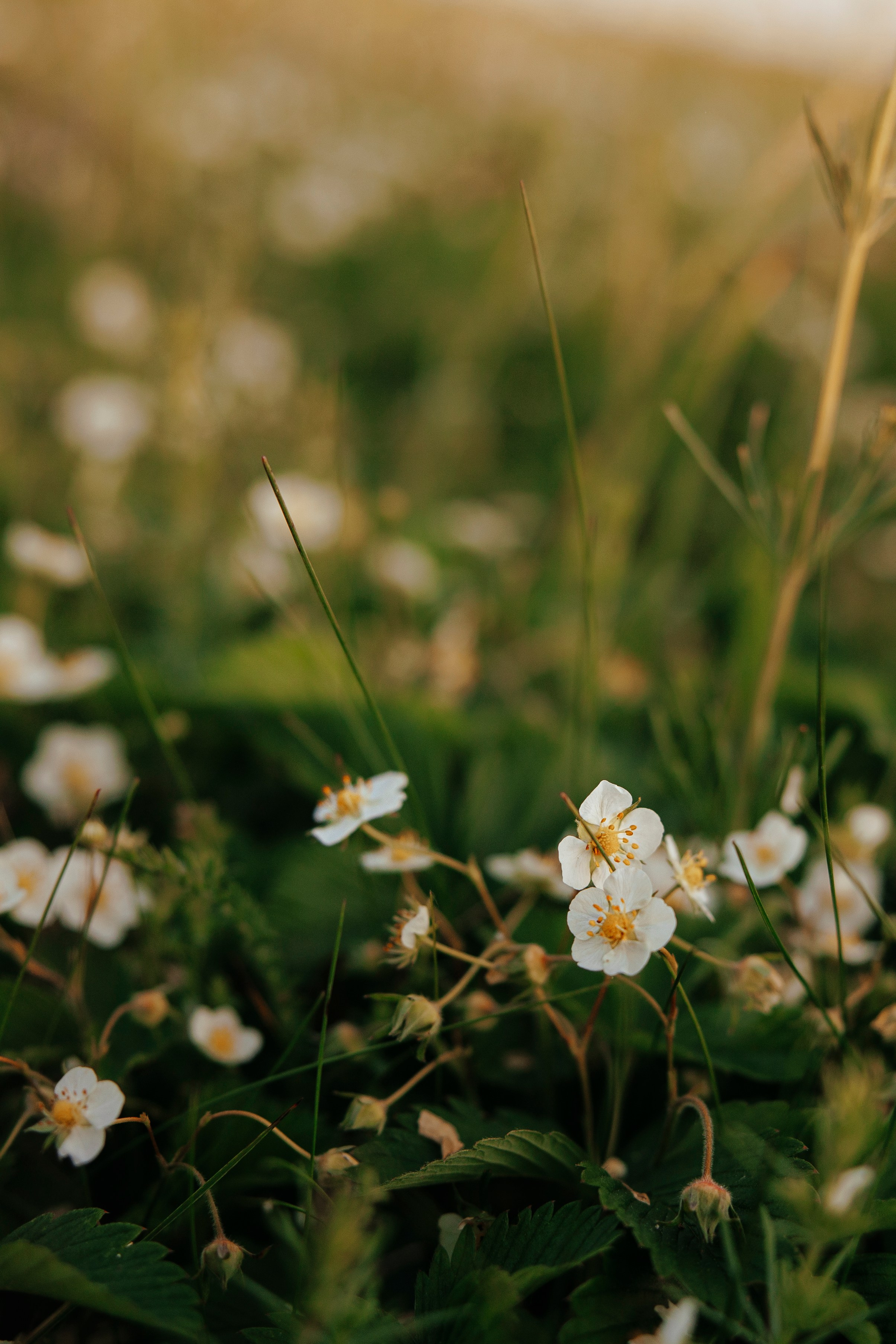 Съемка с собакой. Анастасия Белаш
