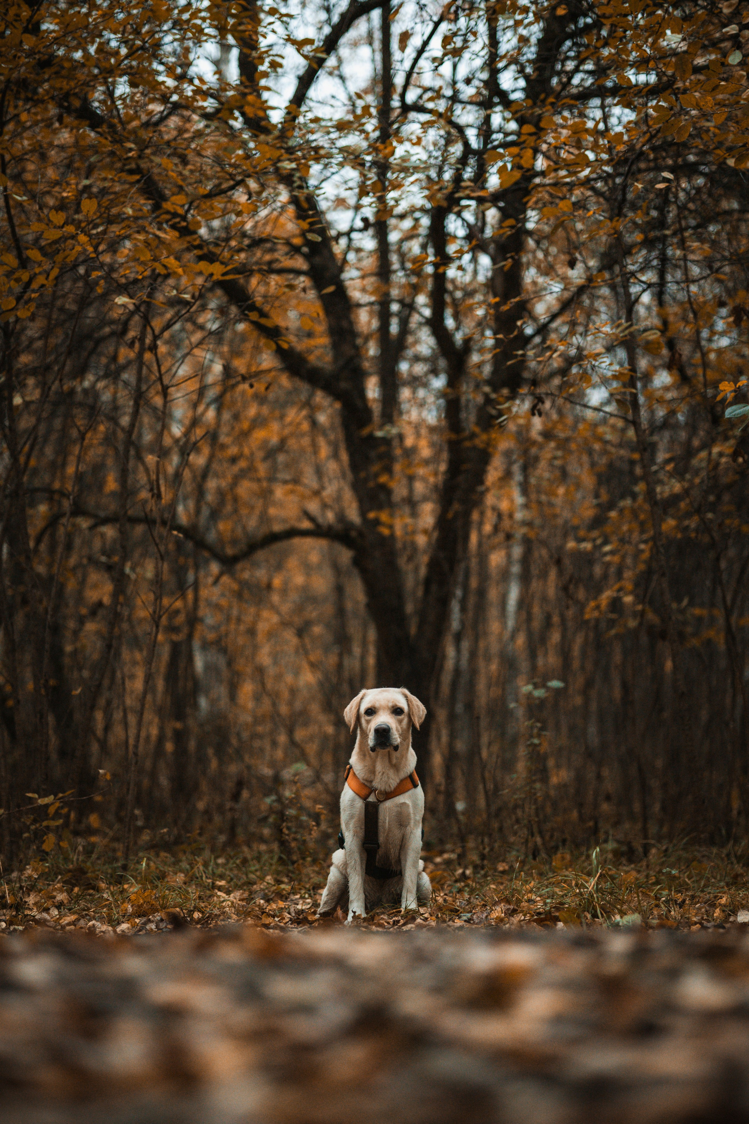 Съемка с собакой. Анастасия Белаш