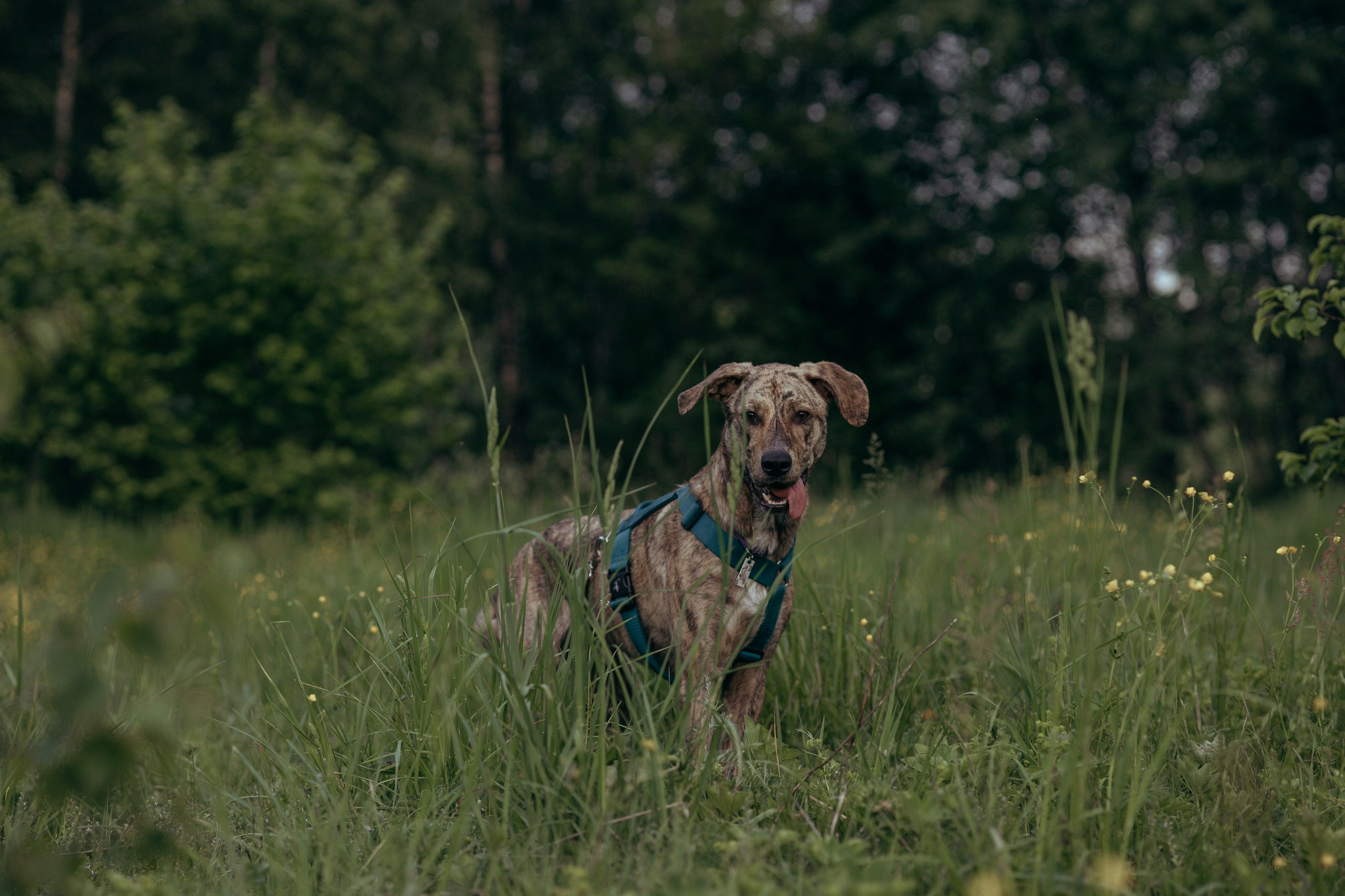 Съемка с собакой. Анастасия Белаш