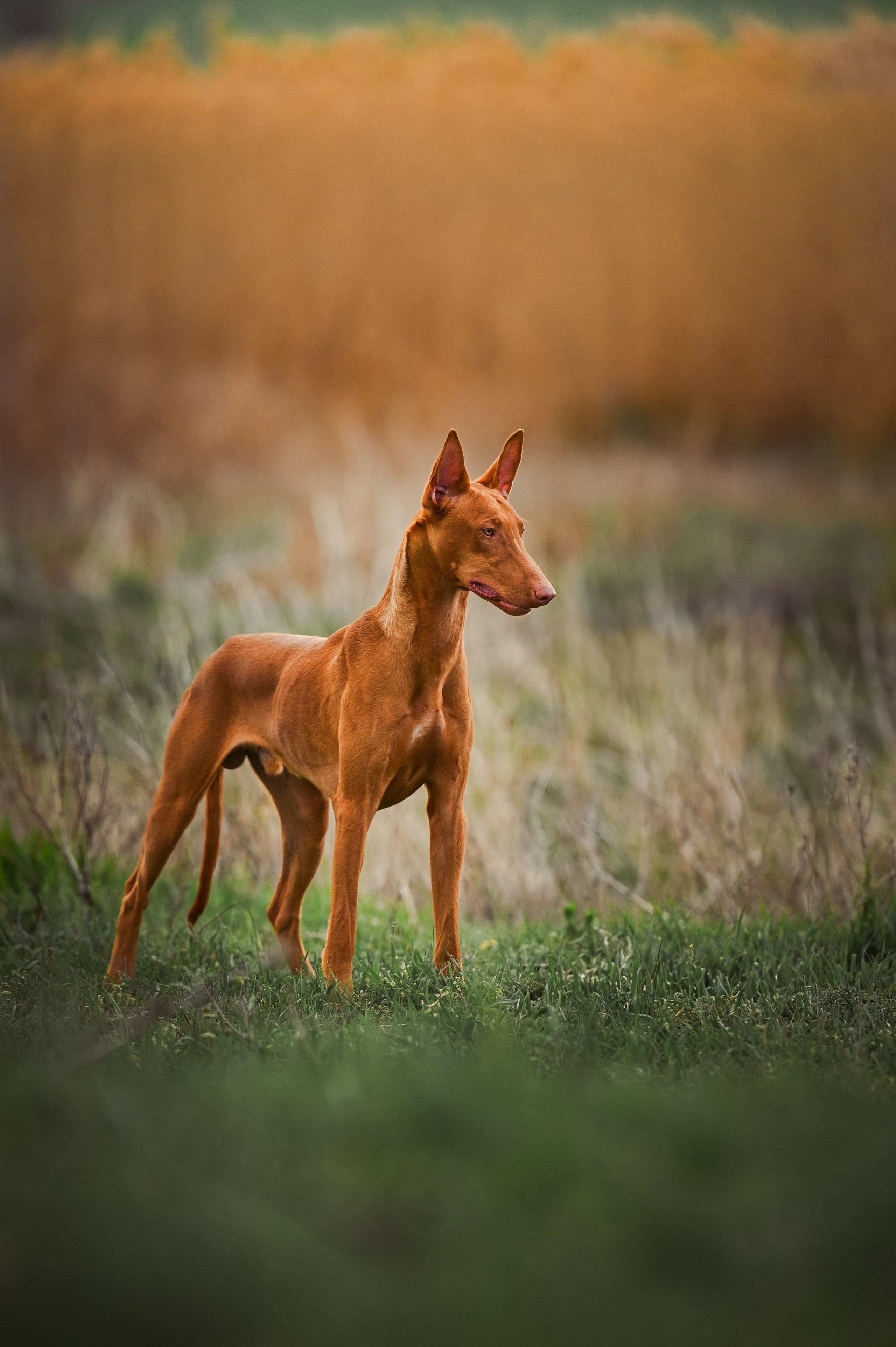 Фараонова собака Ромарио. Фотограф в Ростове —на — Дону
