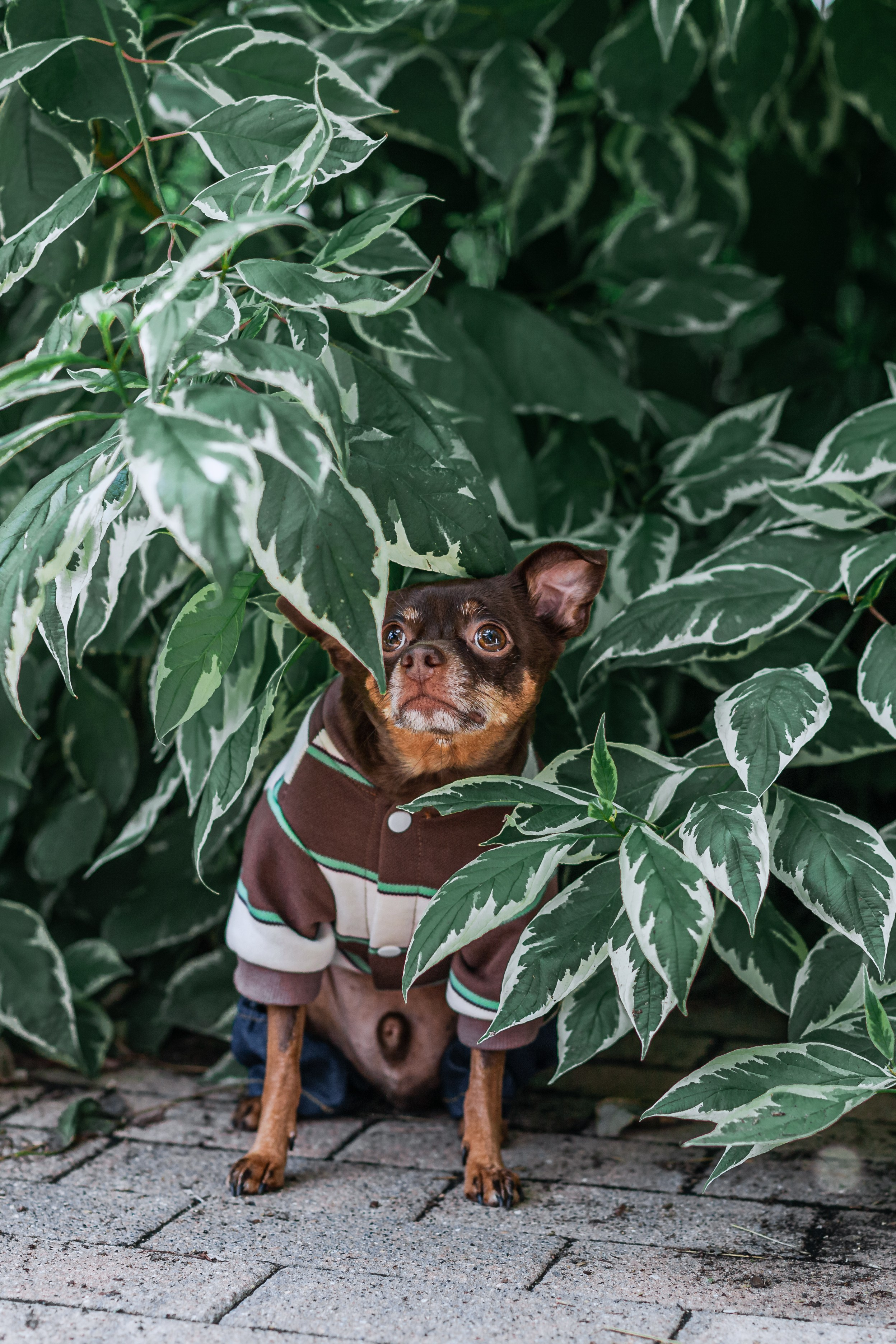 Восточный мост. Фотограф-анималист Татьяна Степанова