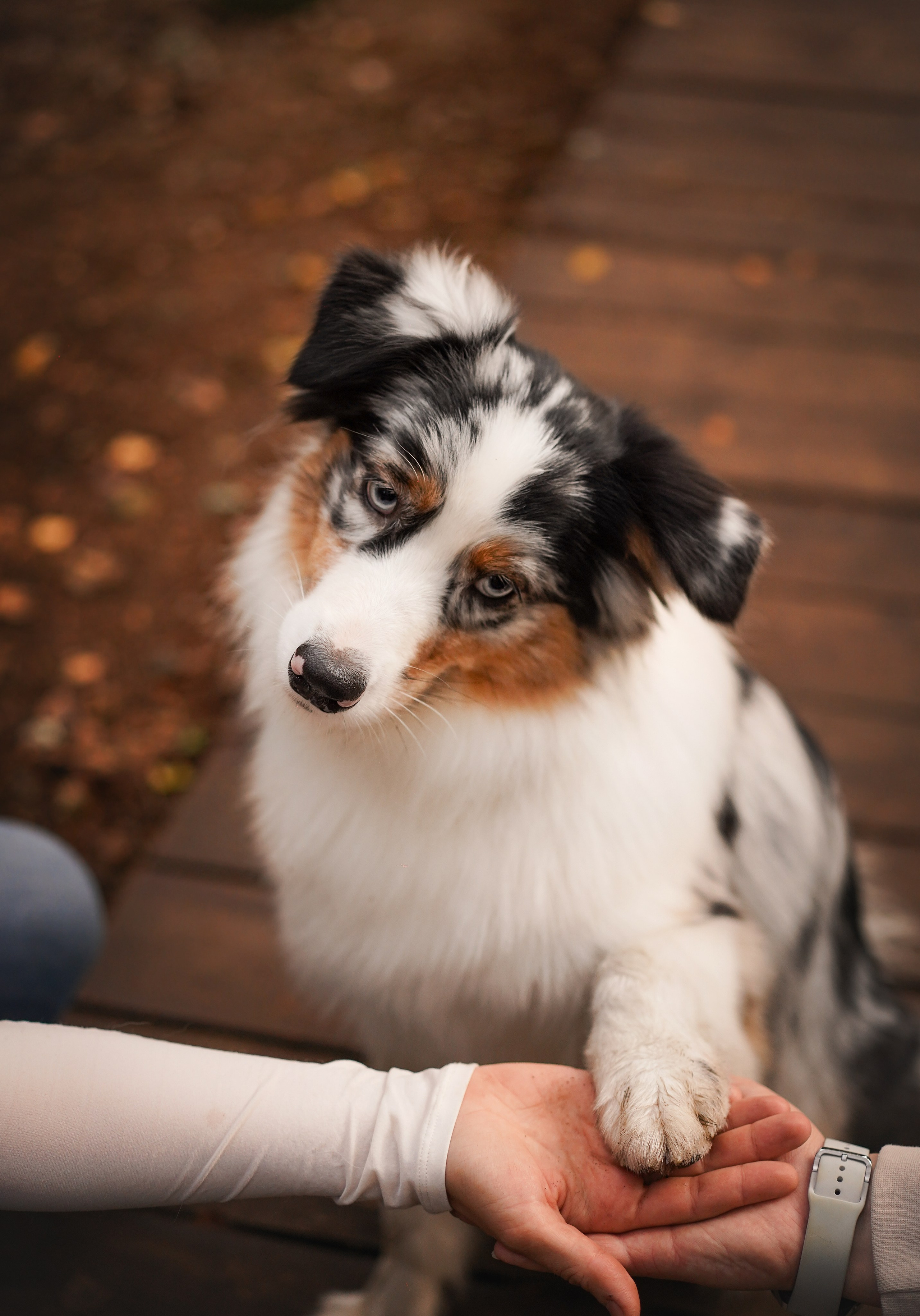 Соня Гавриил и Юкки. Фотограф-анималист в Санкт-Петербурге Яна Мартынова