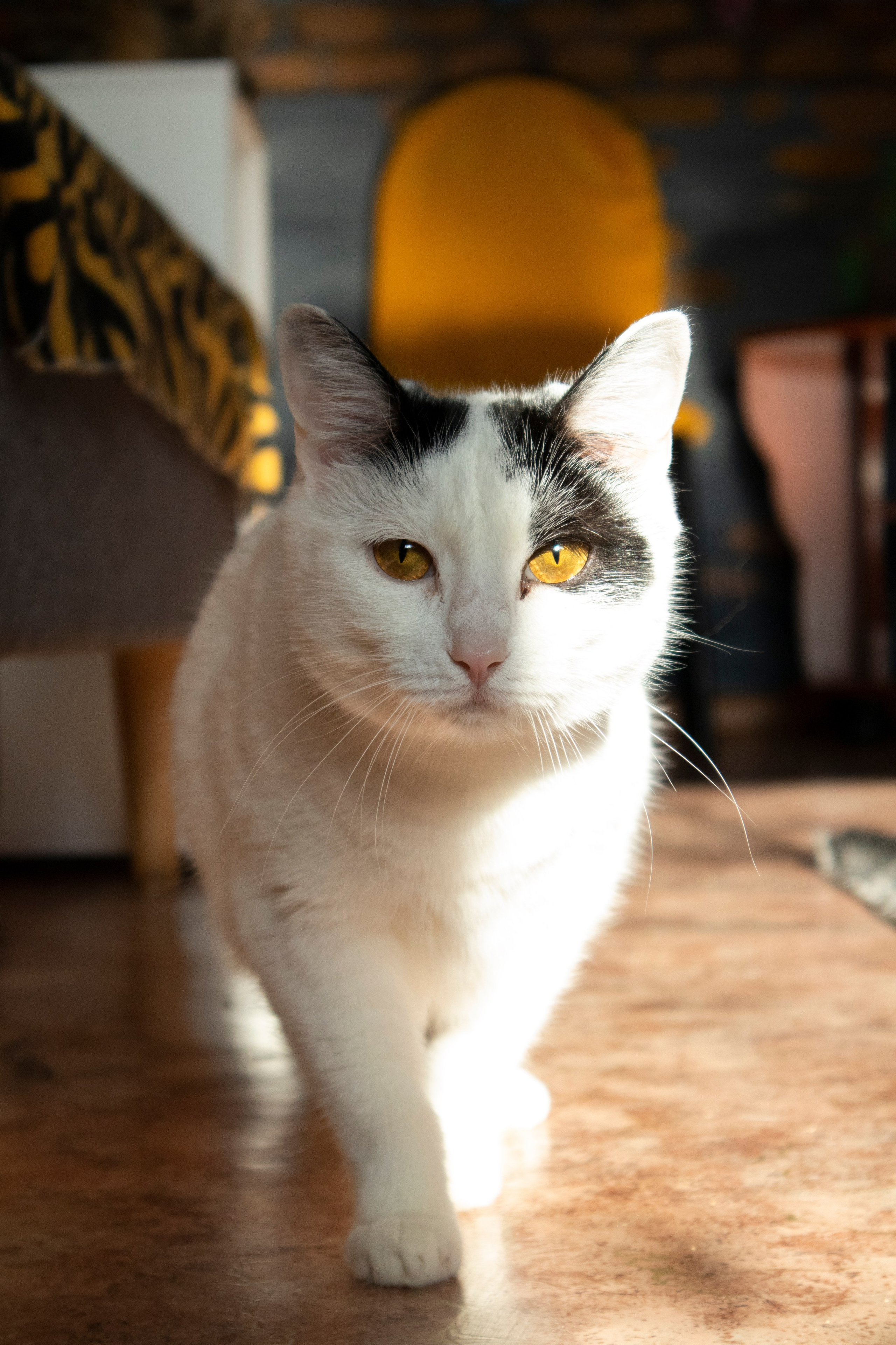 Животные. Фотограф Красноярск | Касьянова Мира