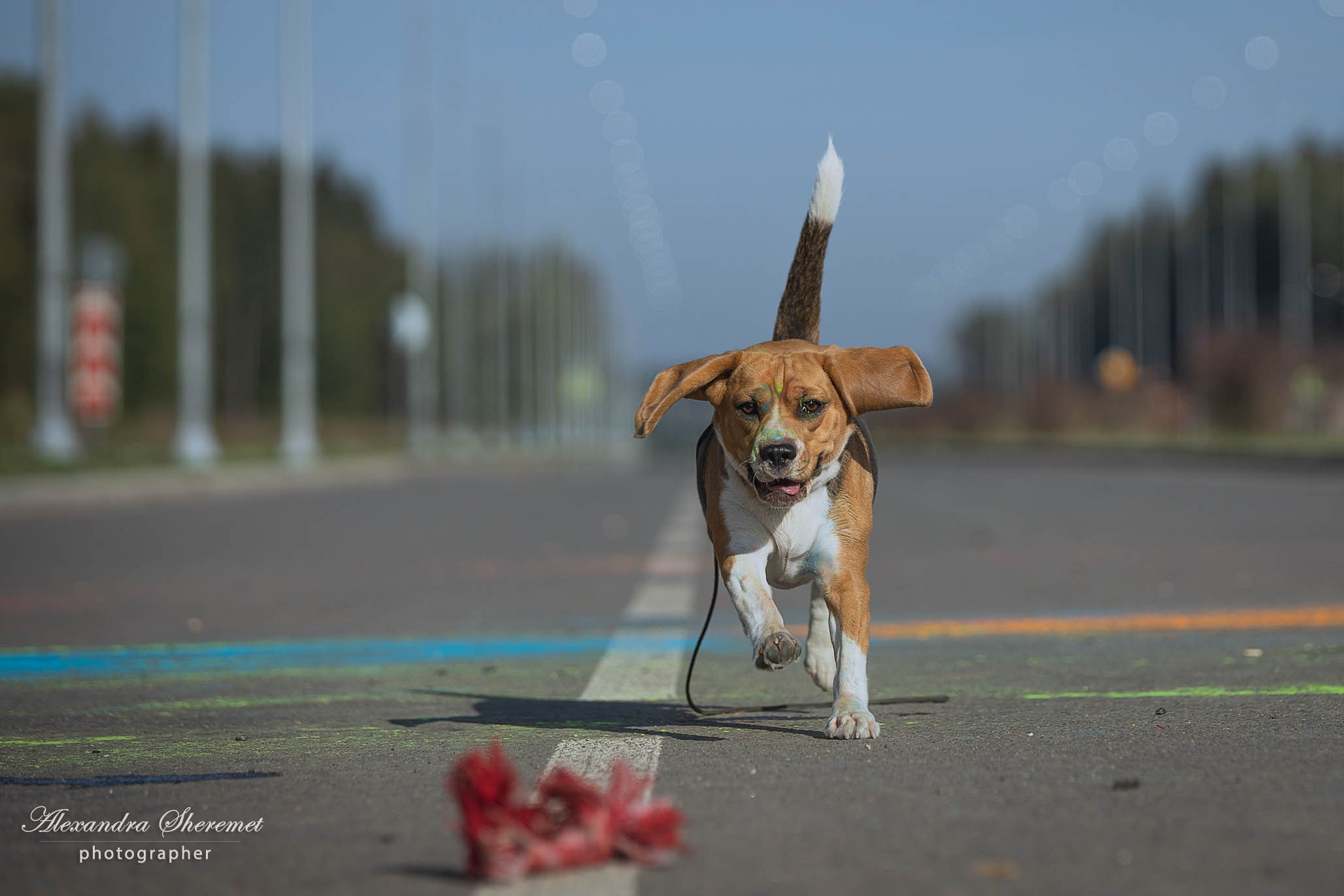 Холли. Фотограф-анималист Александра Шеремет