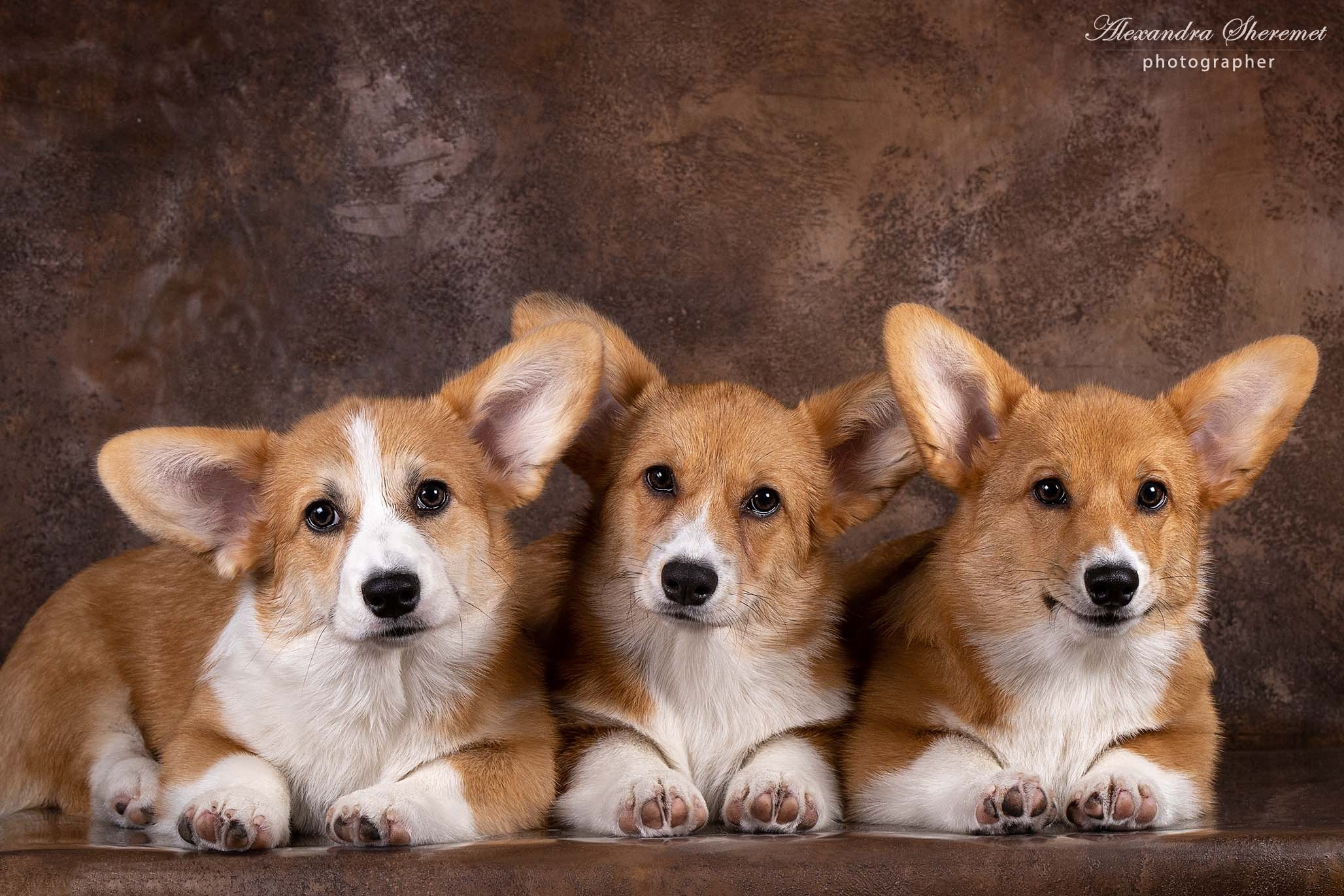 Щенки. Фотограф-анималист Александра Шеремет