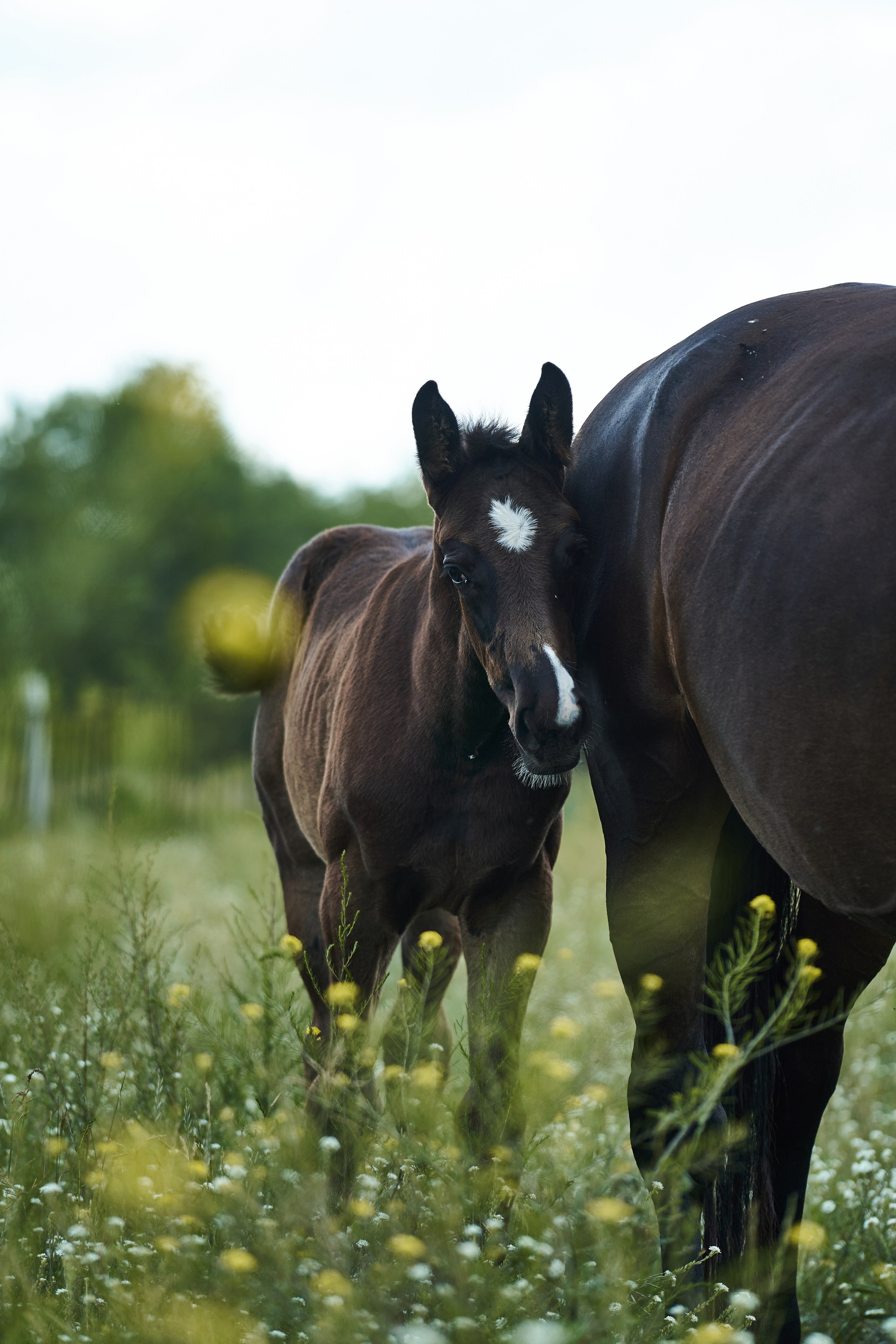 Жеребята КСОЦ «Свобода». Фотосессии с лошадьми в Москве, Новосибирске
