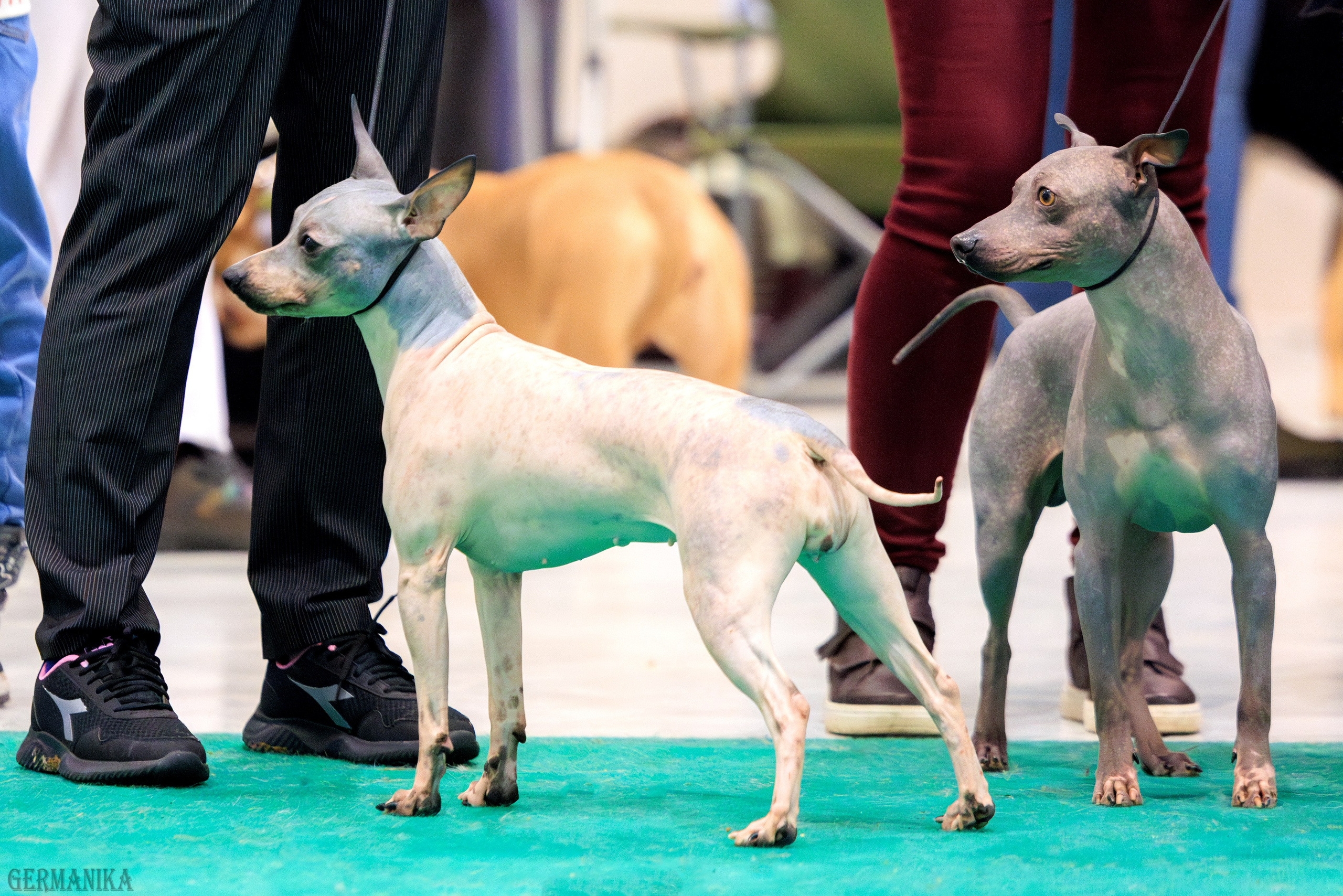 Минск 24-25.02.2024. Фотограф-анималист Юлия Германика