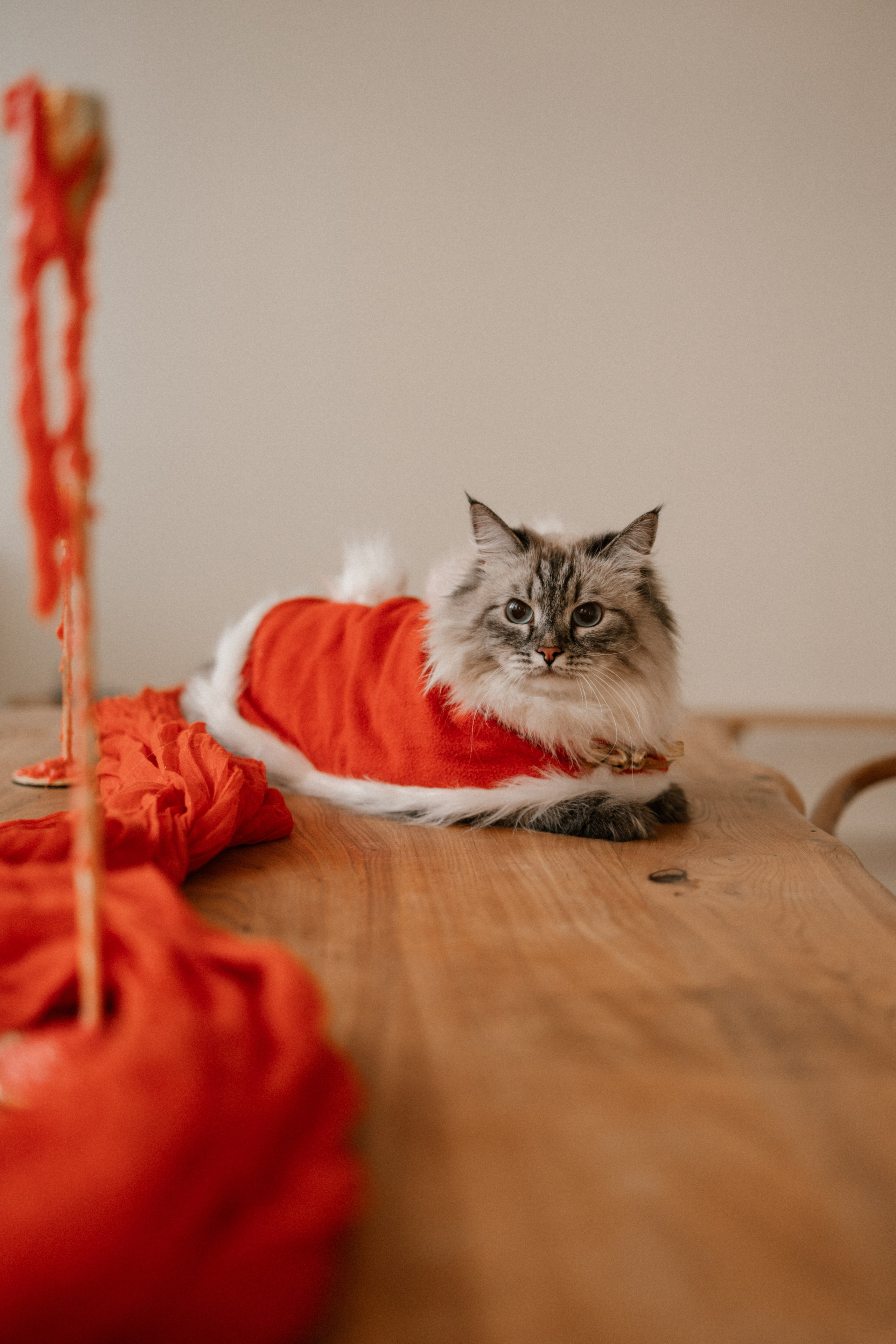 Камилла и ее девочки. Фотограф — Анималист | Санкт-Петербург