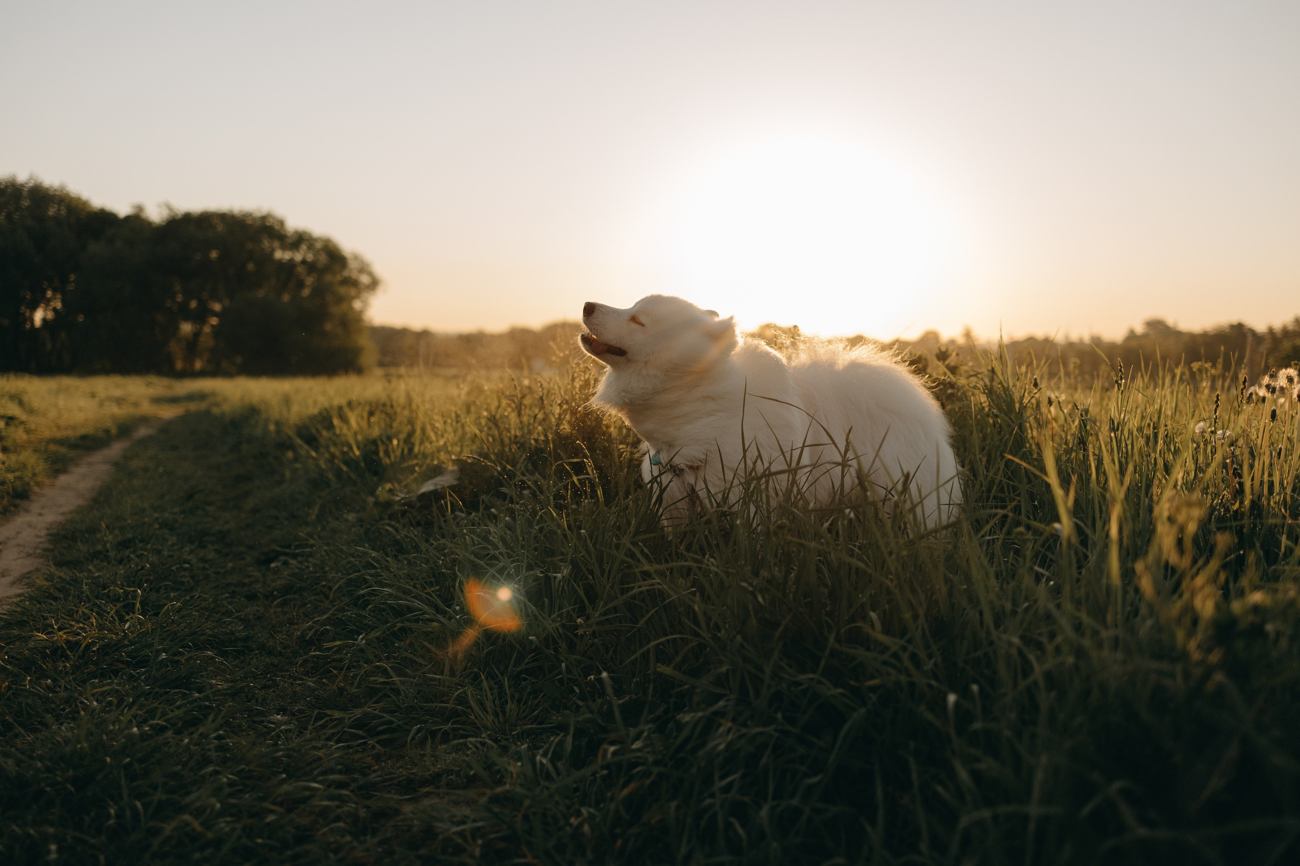 Танго и его семья. Фотограф — Анималист | Санкт-Петербург