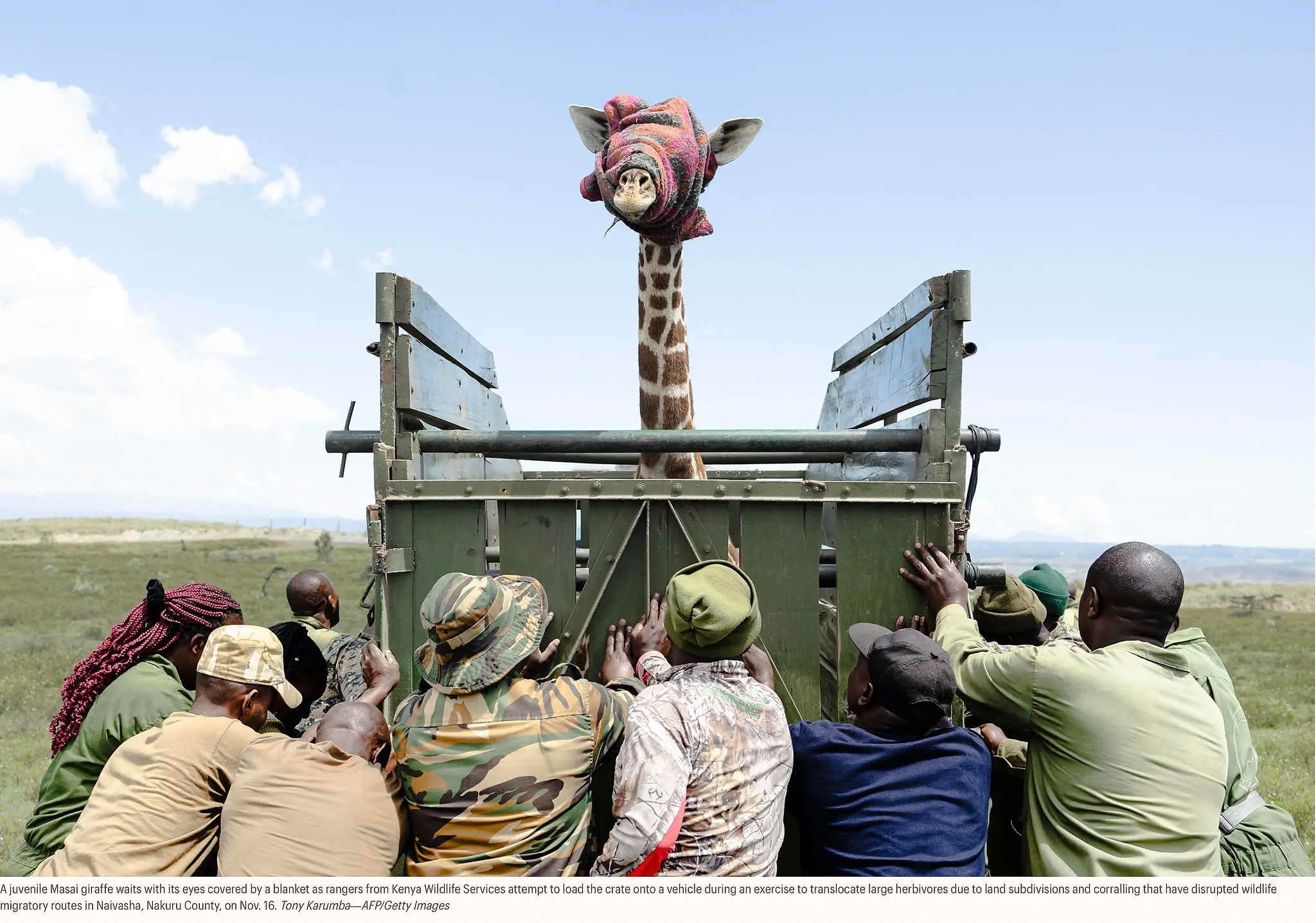 Молодой жираф масаи стоит с закрытыми глазами, пока рейнджеры из Службы охраны дикой природы Кении пытаются погрузить его в клетку и перевезти на транспортном средстве во время операции по переселению крупных травоядных животных из-за разделения земель и строительства загонов, которые нарушают пути миграции диких животных в Найваше, округ Накуру, 16 ноября. Тони Карумба — AFP/Getty Images