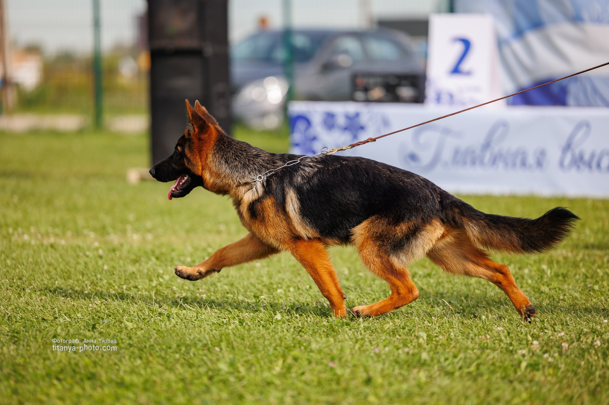 Немецкие овчарки: фото из рингов и вне ринга, мутпроба (фотографии с выставок). Фотограф собак, фотограф-анималист Аня Титова (Titanya). Москва