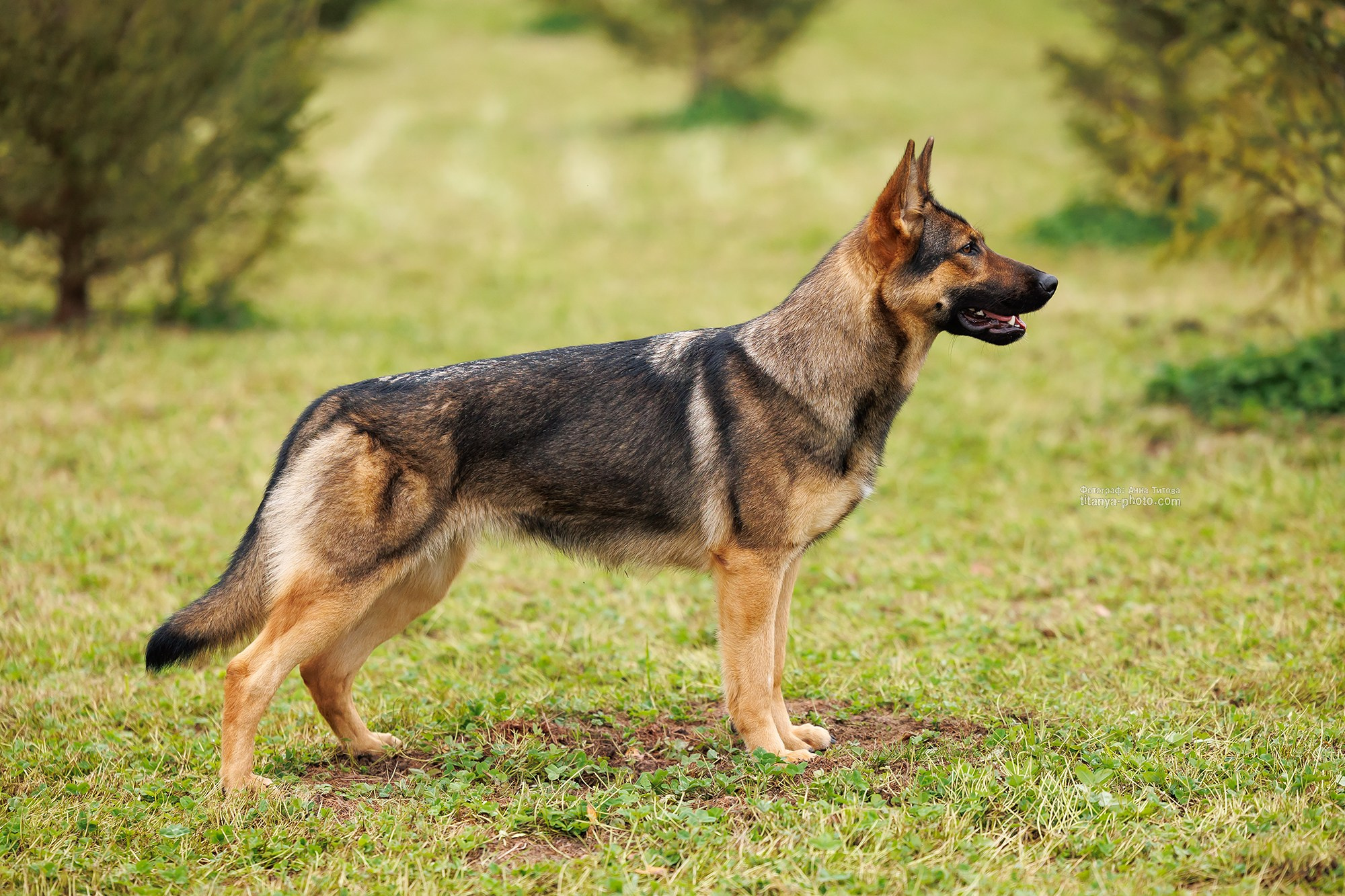 Фото немецких овчарок. Фотограф собак, фотограф-анималист Аня Титова (Titanya). Москва