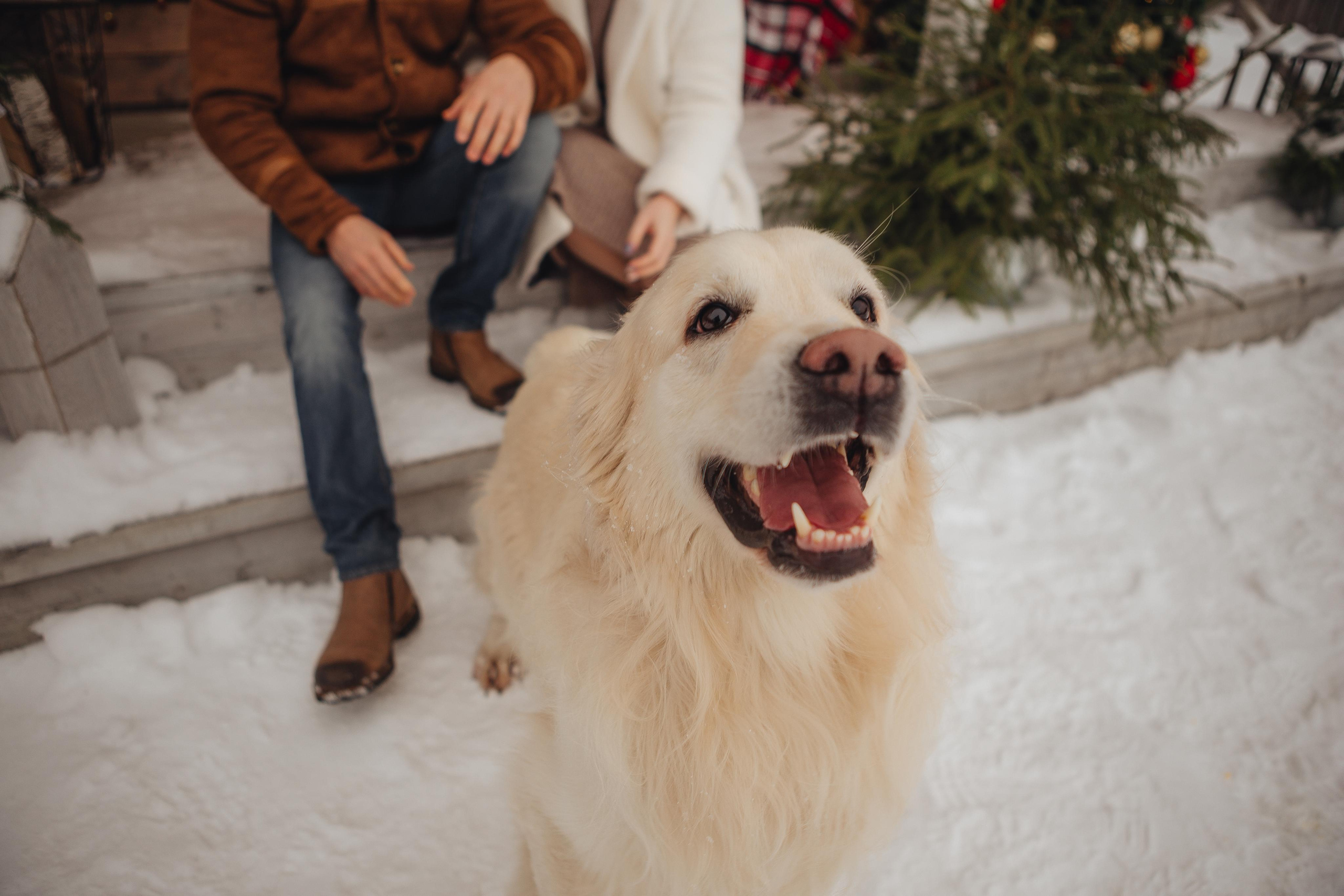 Дачная история. ФОТОГРАФ Маргарита Сивакова | Ярославль Кострома Москва