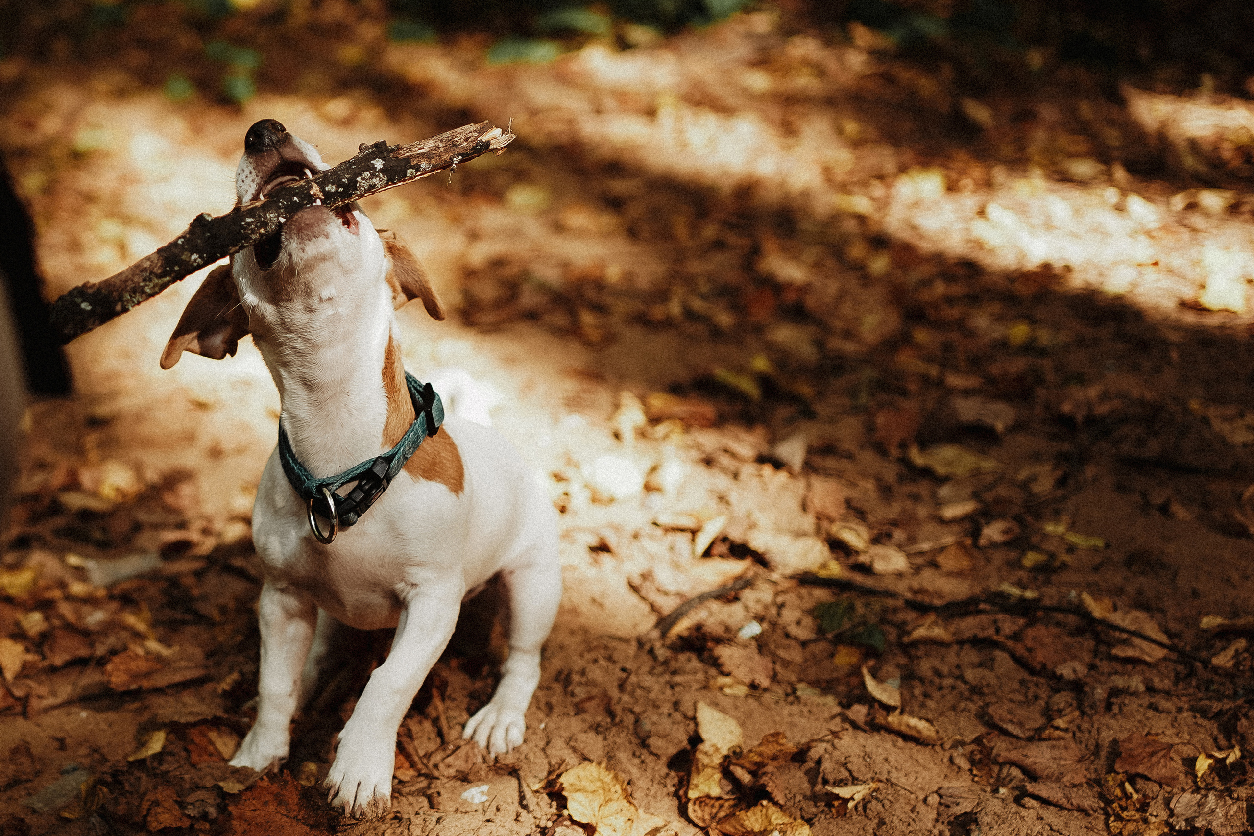 Юкки теперь с нами. Ася Краснова