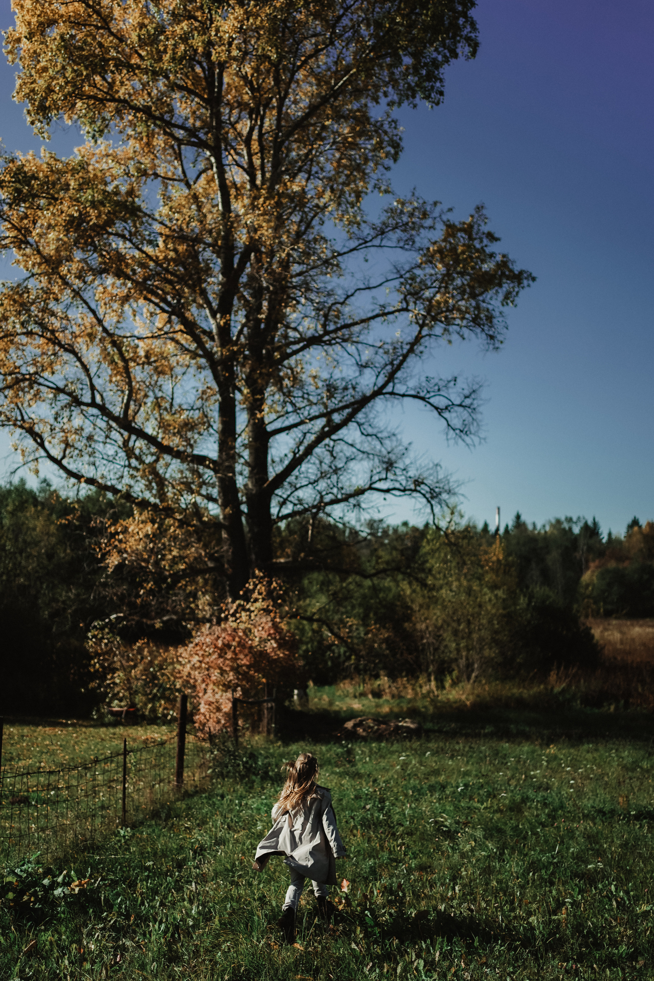 Дерево, которое растет. Ася Краснова