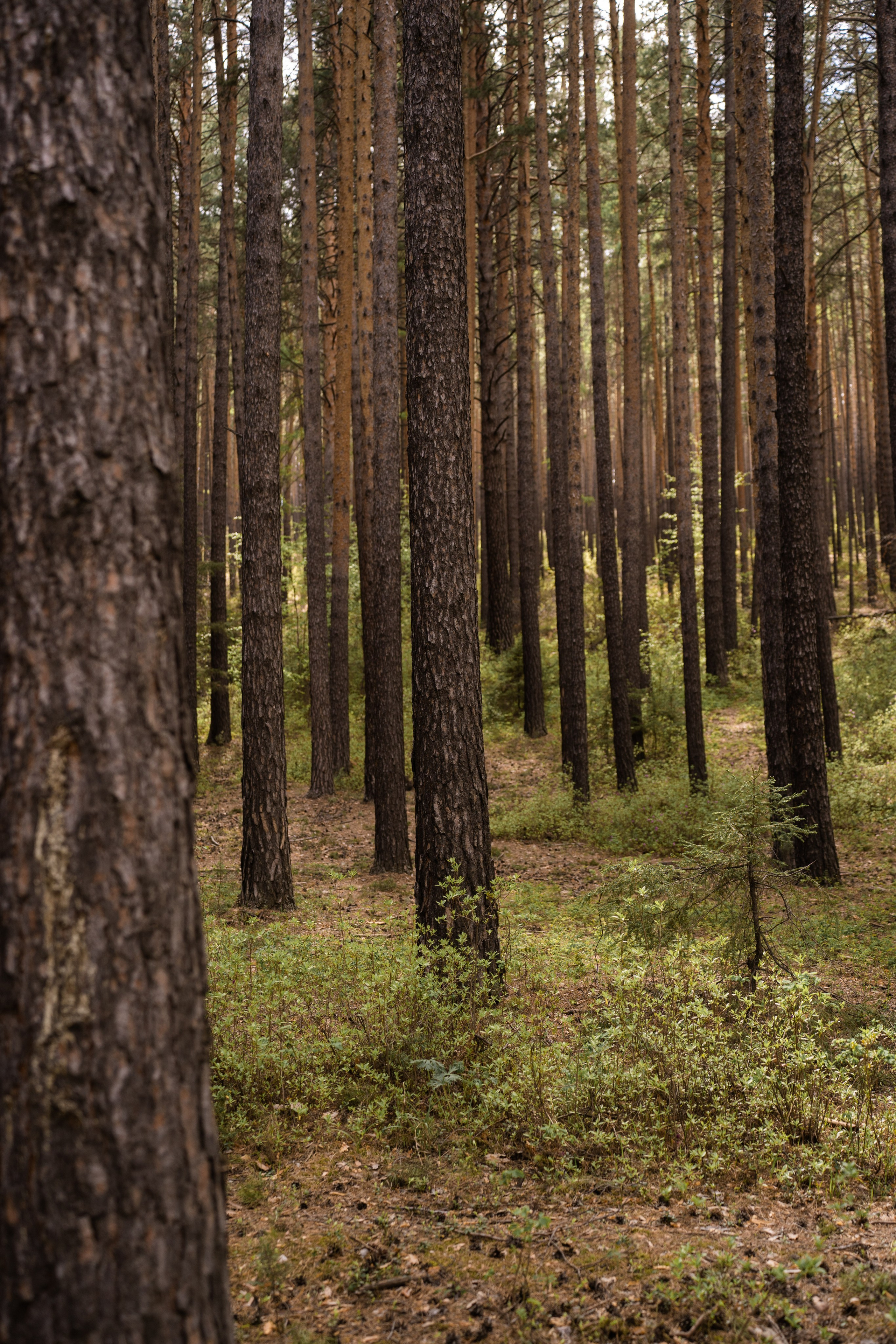 Анастасия и Никита. Главная