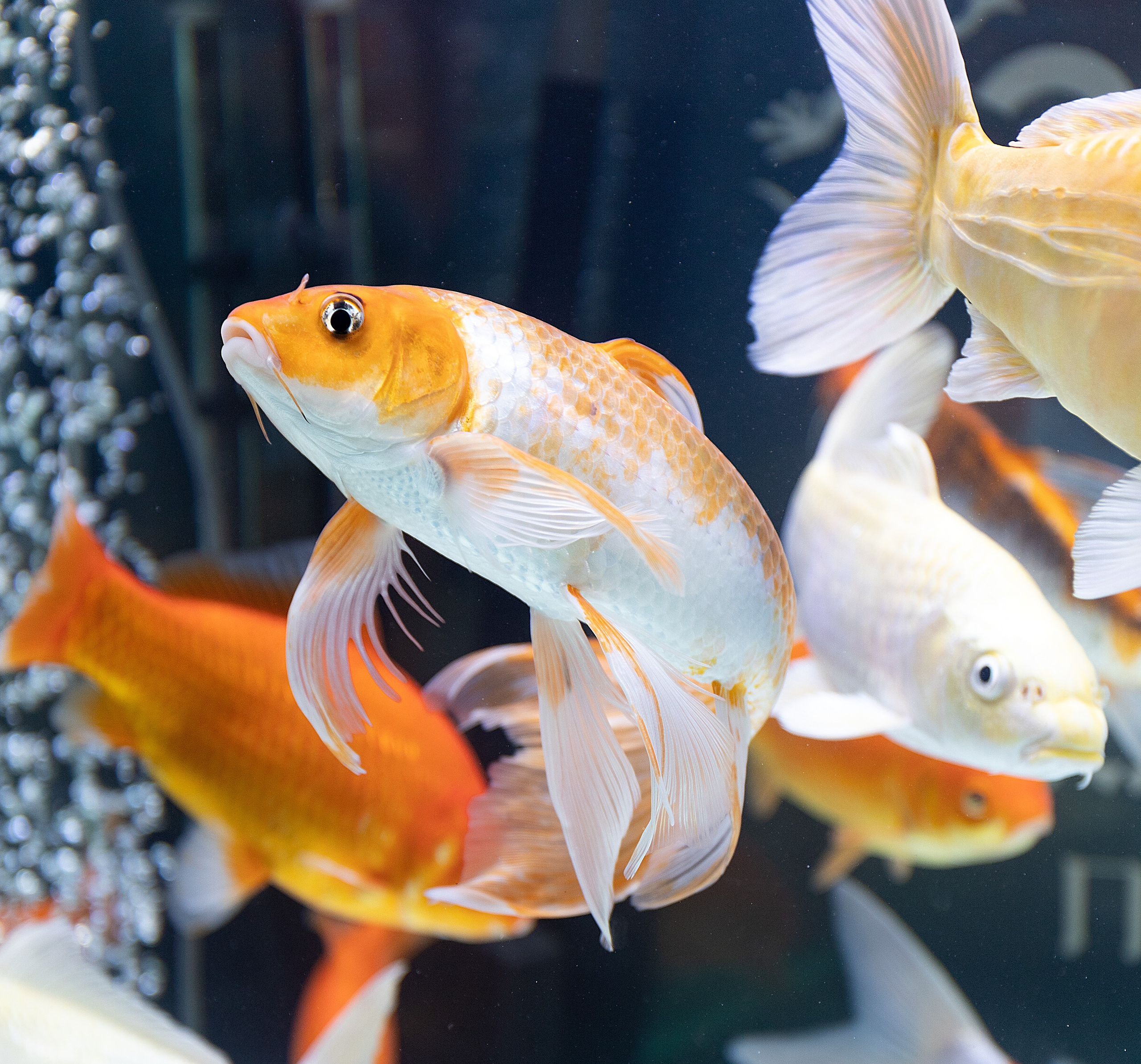 Анималистика