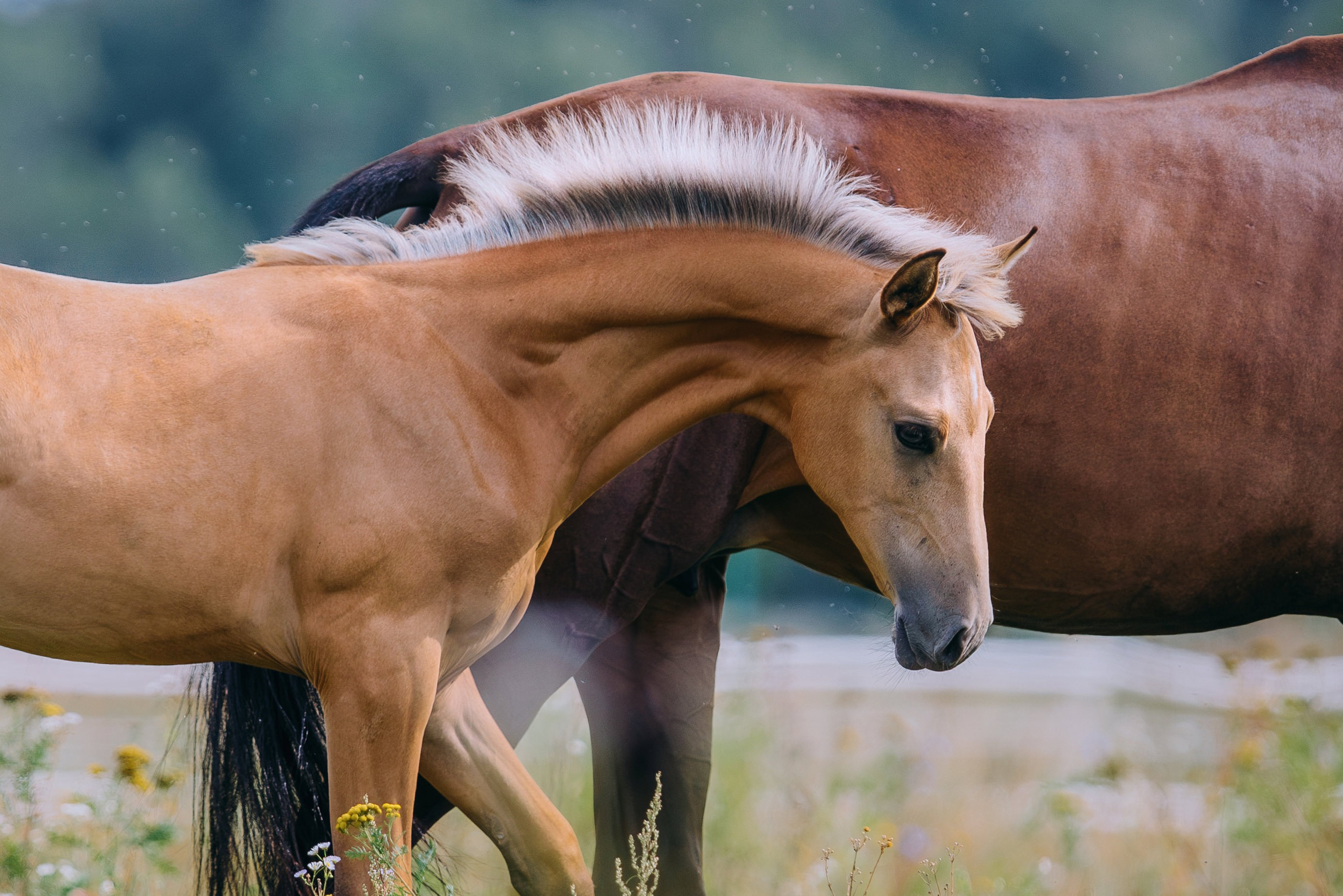 На природе. Фотограф-анималист Ксендзова Кристина
