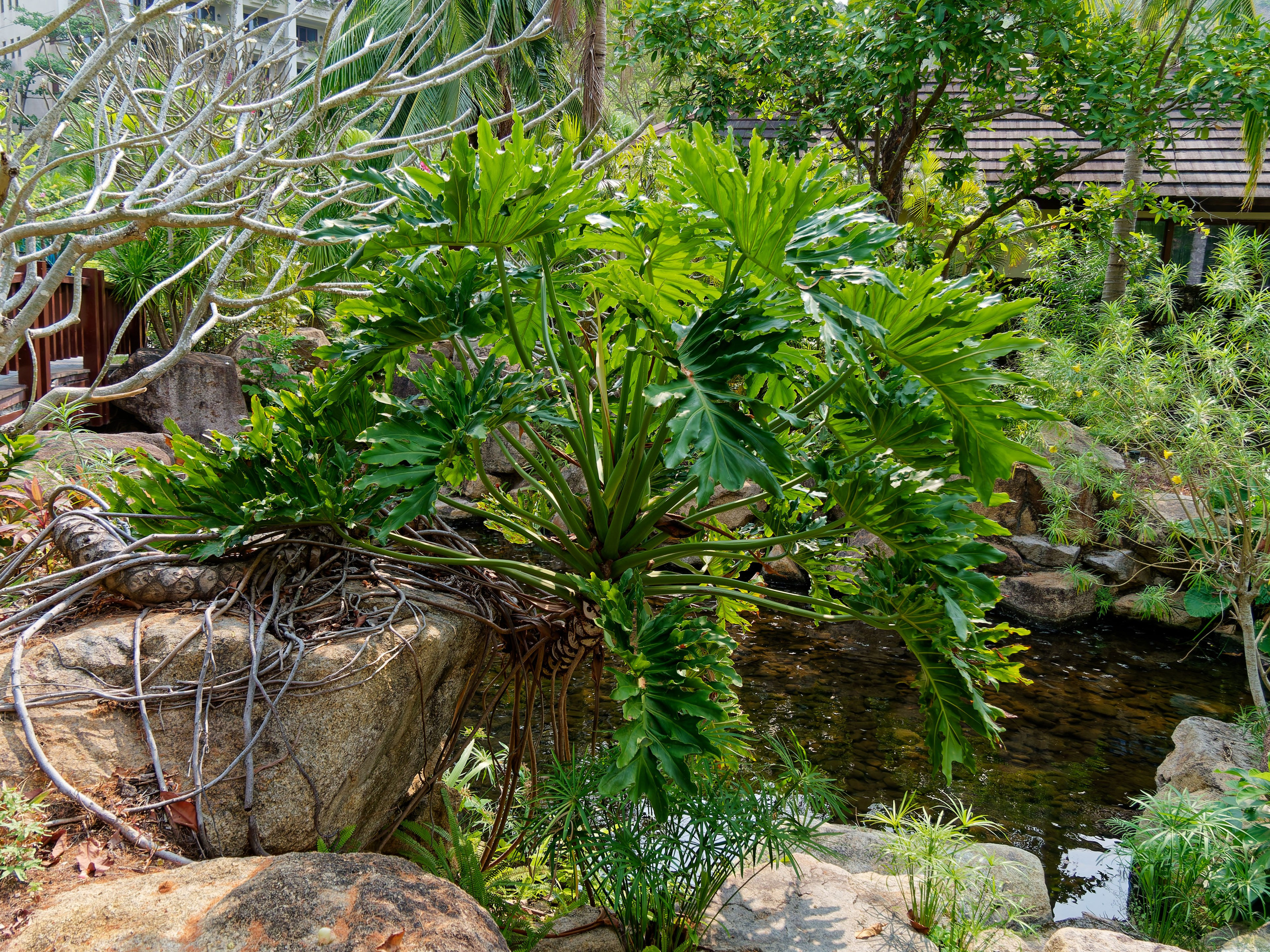 Хайнань 2026, отель «Stony Brook Villa Jianguo Resort Sanya 4*». Фотопрогулки по Миру