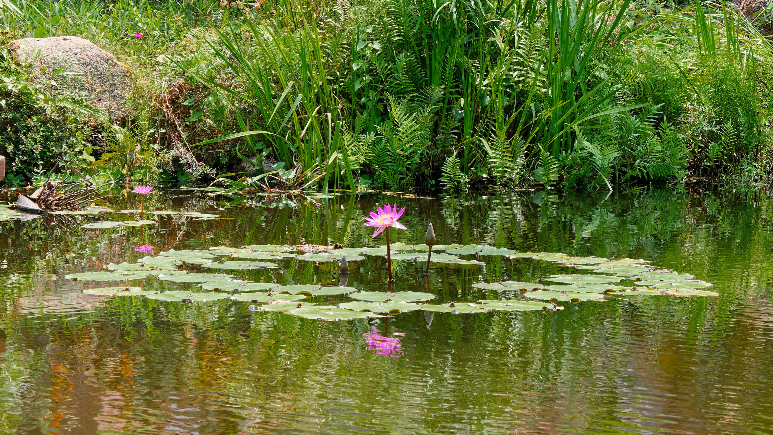 Хайнань 2026, Золотые рыбки в реке отеля. Фотопрогулки по Миру