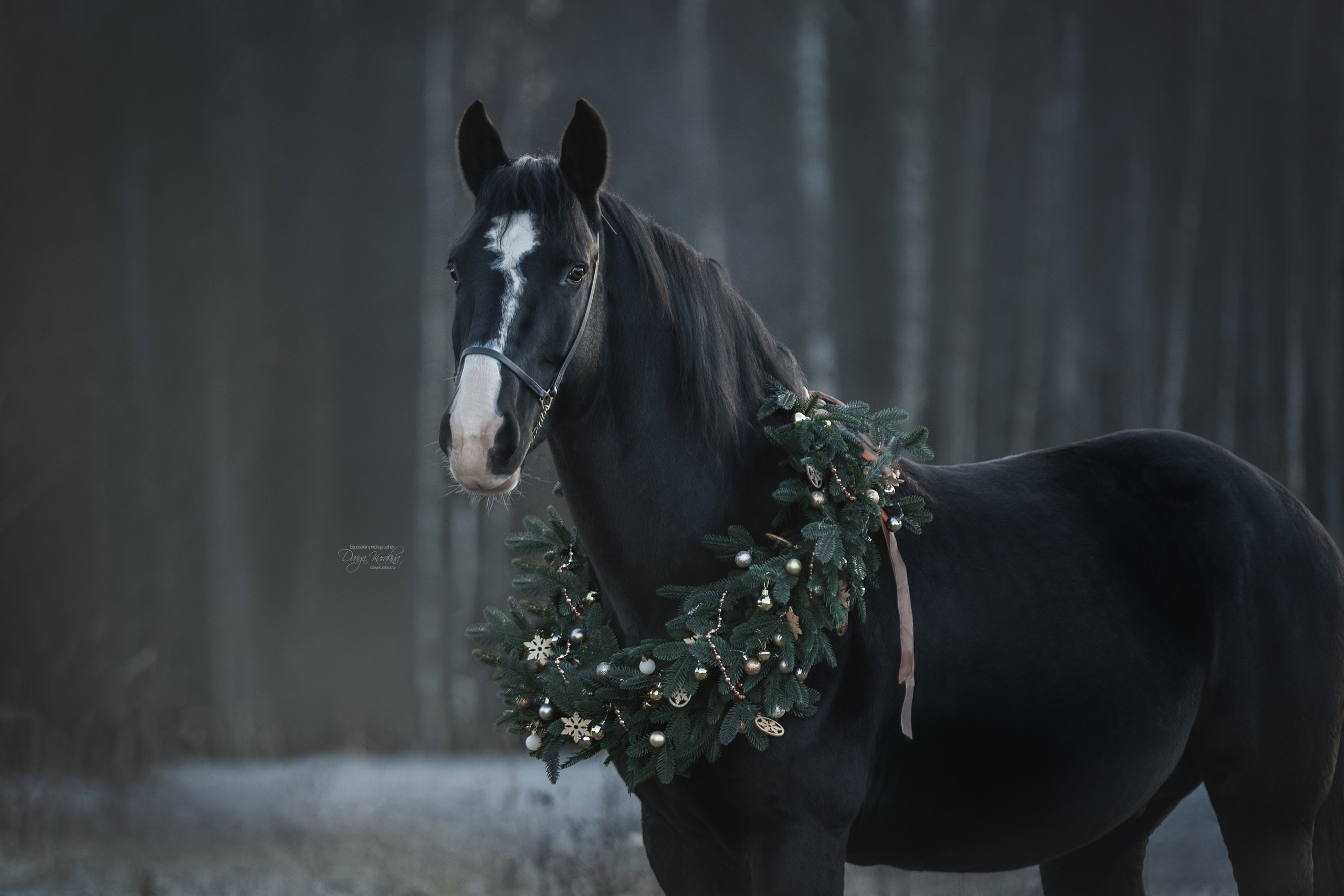 Komardins. Конный фотограф Куракина Дарья • Фотосессии с лошадьми