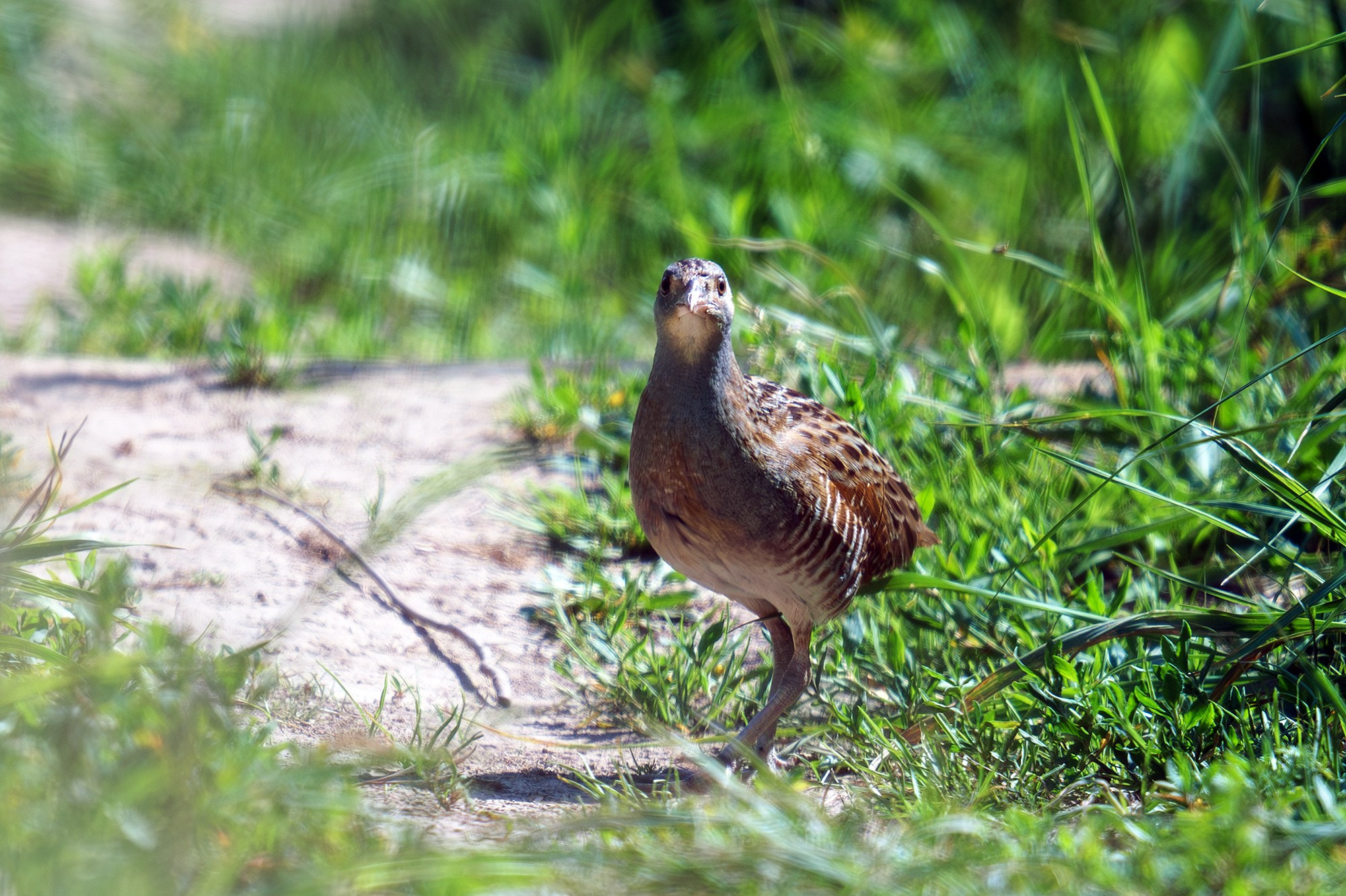 Удивительные мир птиц. Вокруг нас столько прекрасного — присмотритесь!. Ваш личный фотограф Марина Волкова