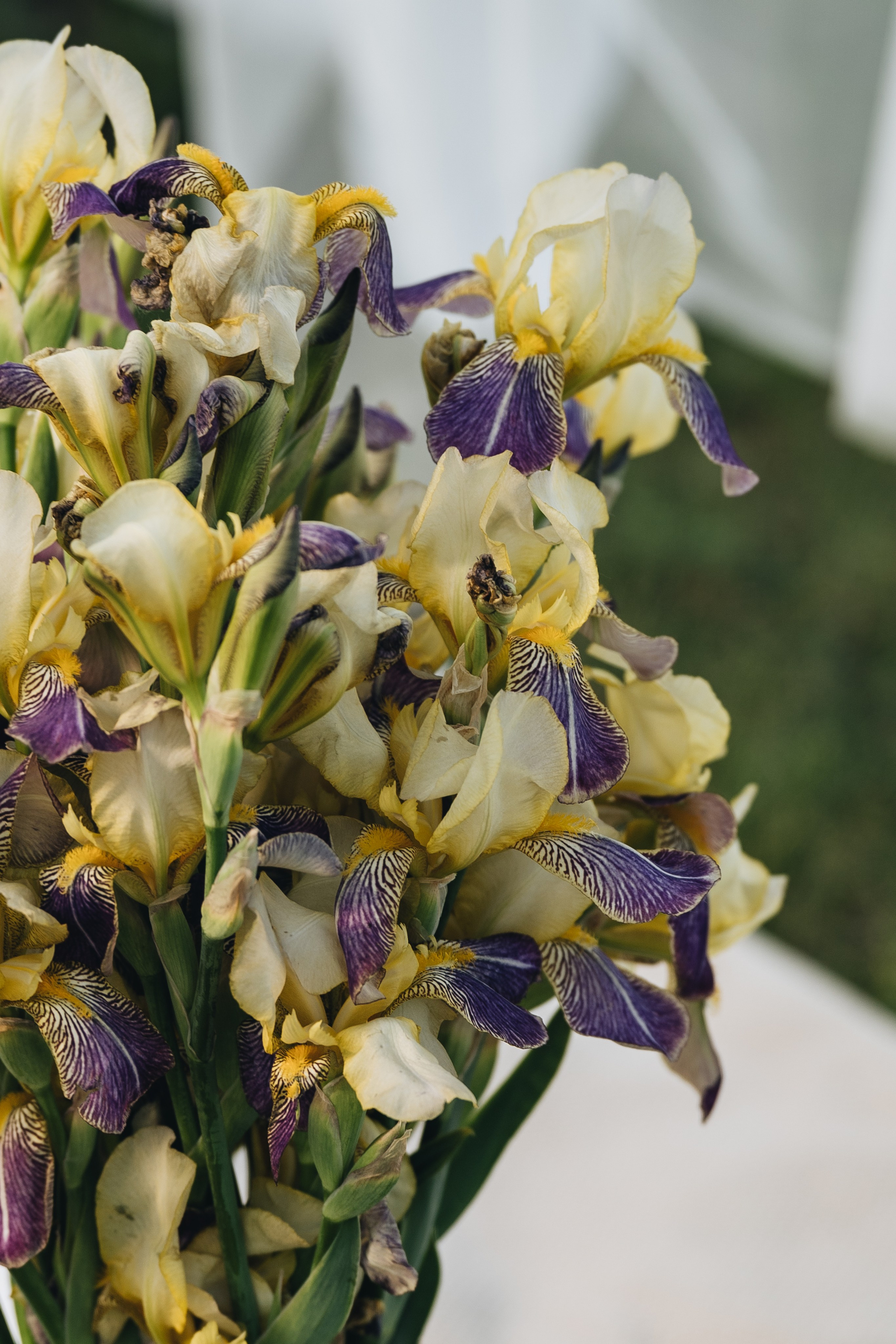 красивые цветы для фотосессии. 