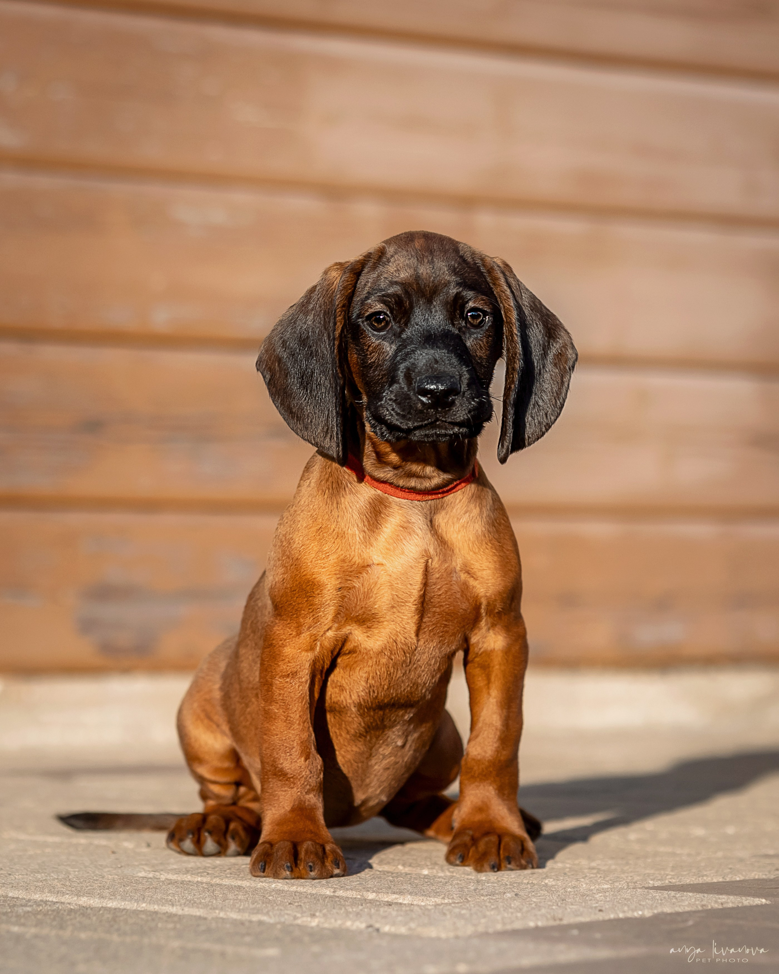 Баварцы. Фотограф анималист Аня Ливанова | Рыбинск