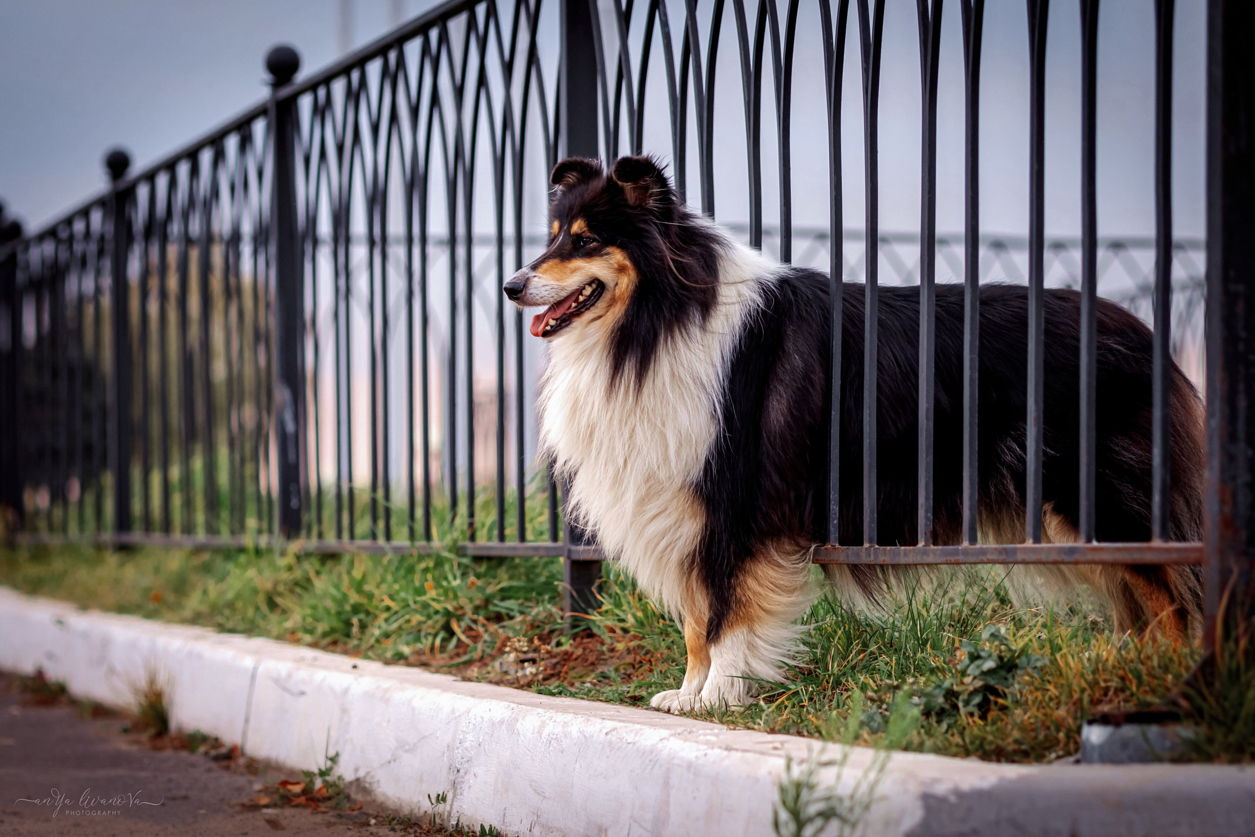 Оля и Вива. Фотограф анималист Аня Ливанова | Рыбинск