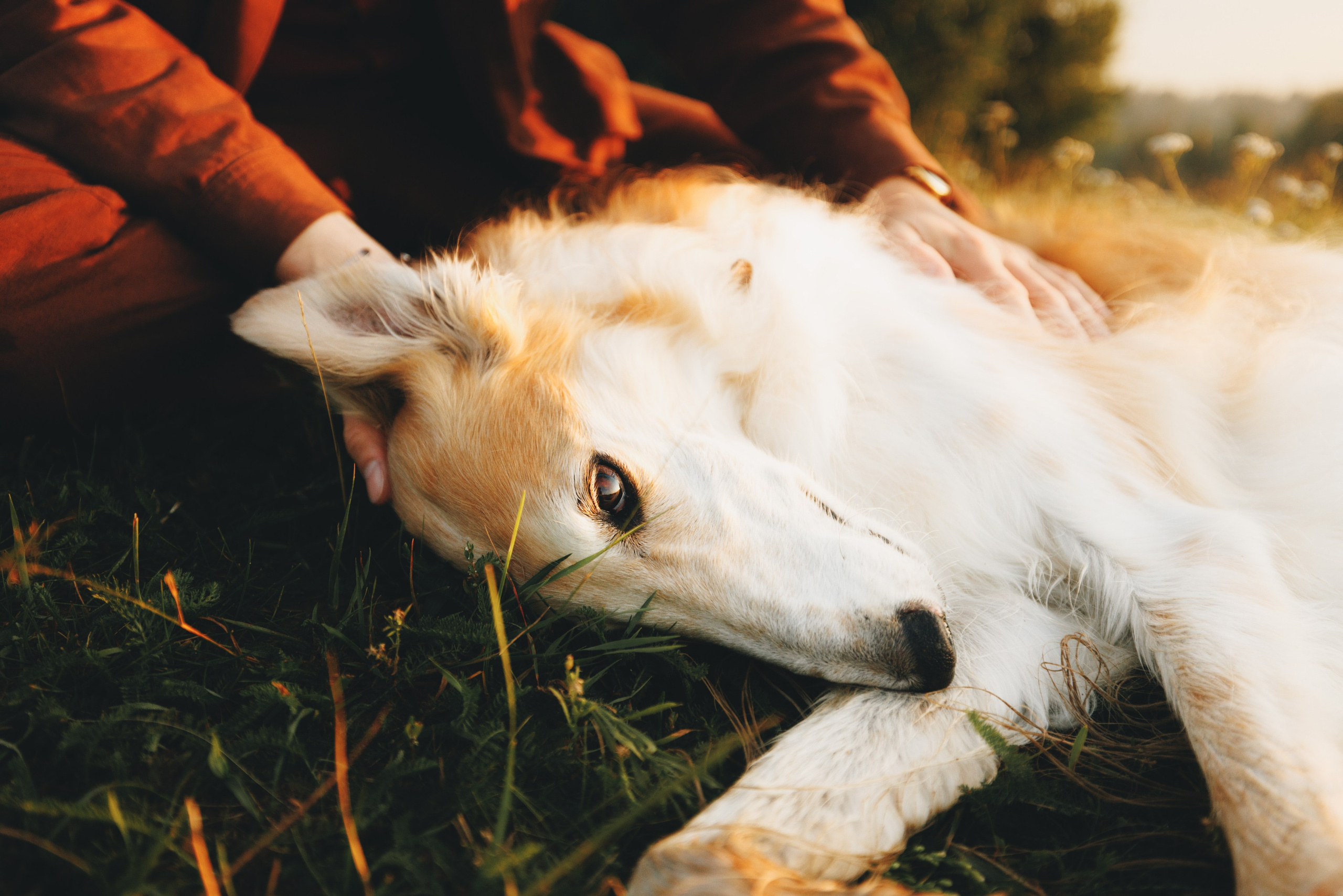 Сергей, Оксана и Жара. Фотограф анималист Осипчикова Мария