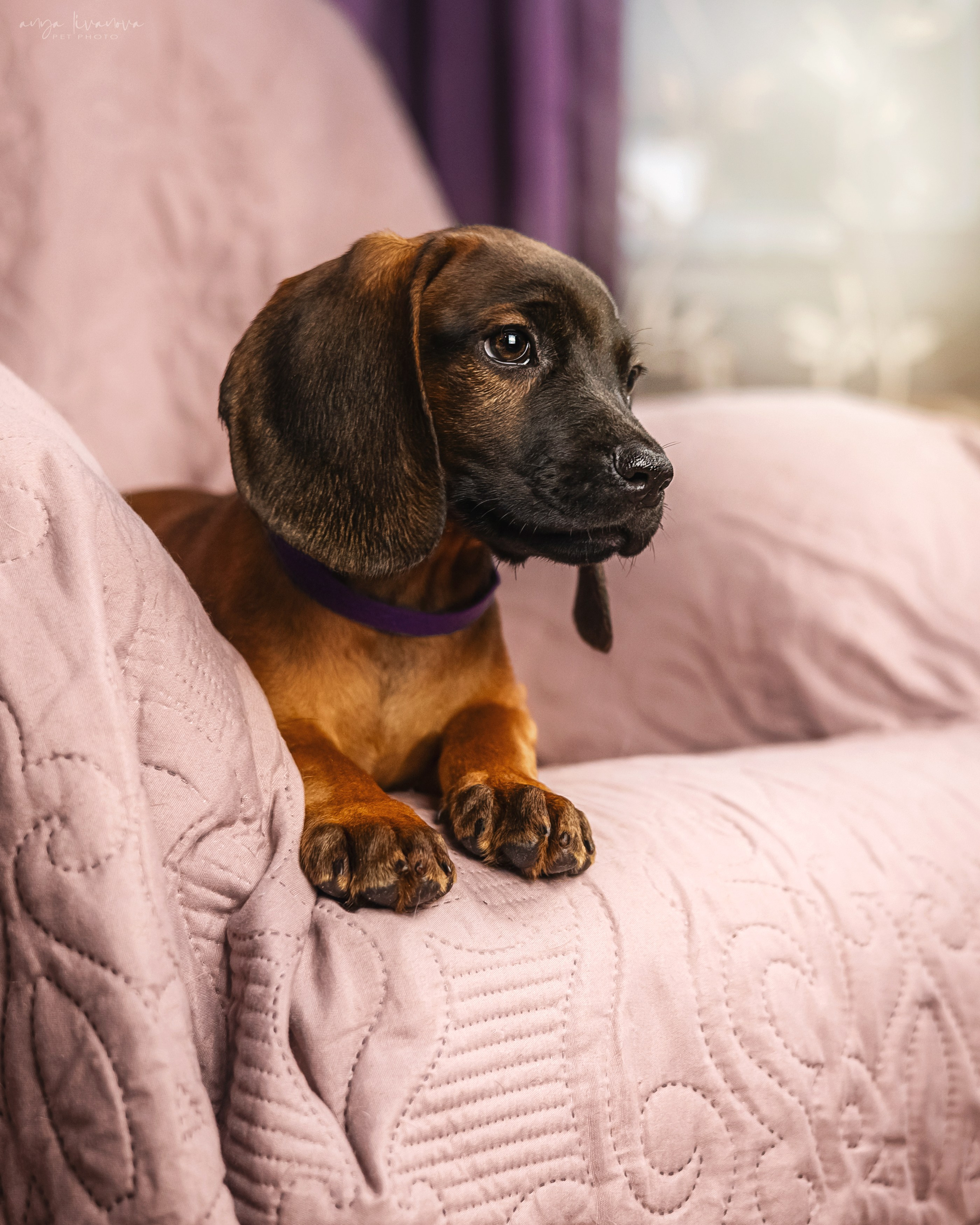 Баварцы. Фотограф анималист Аня Ливанова | Рыбинск