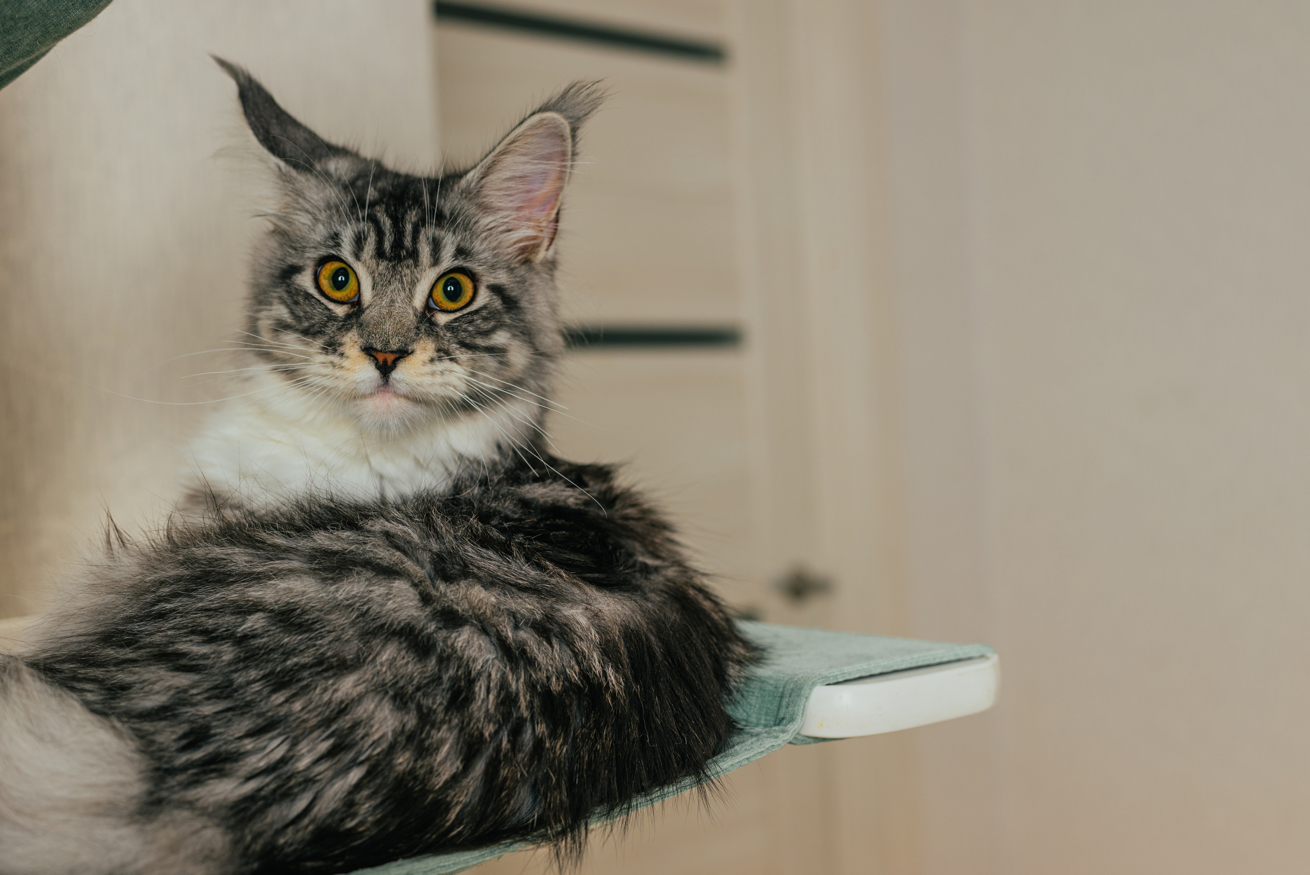 Семейная съемка дома с животными. Фотограф Нижневартовск. Фотограф в Нижневартовске Анна Стрельцова