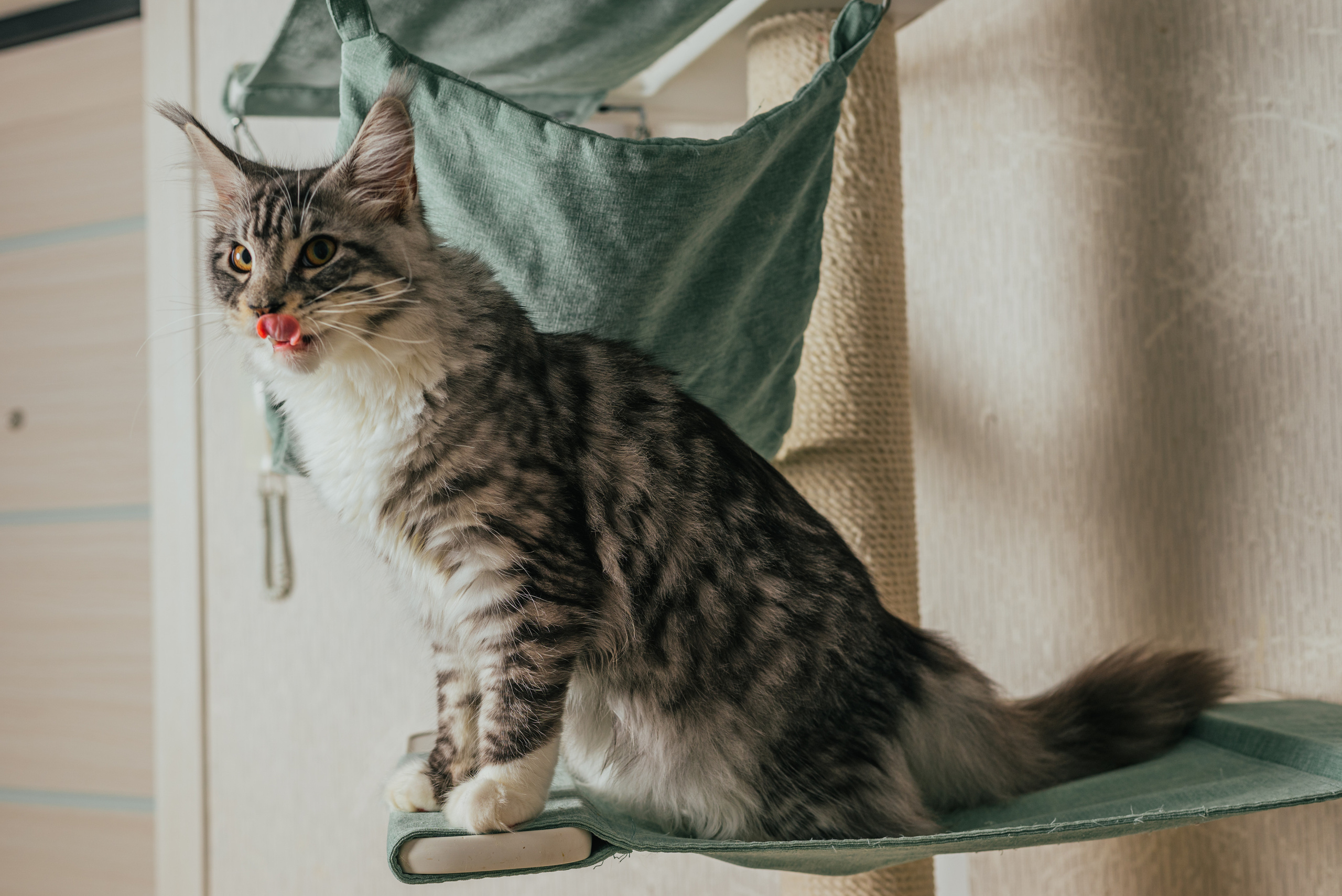 Семейная съемка дома с животными. Фотограф Нижневартовск. Фотограф в Нижневартовске Анна Стрельцова