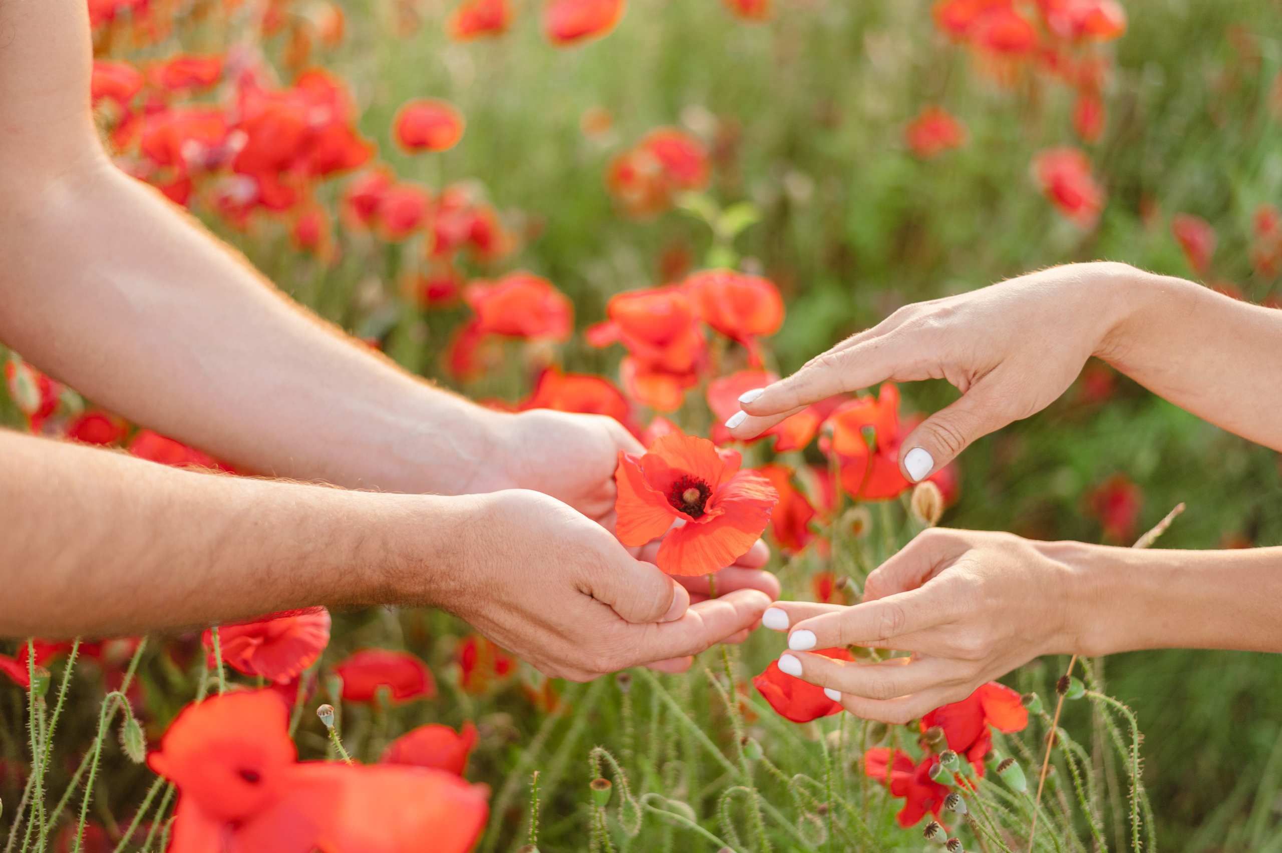 Love story в маках. Фотограф Нижневартовск. Фотограф в Нижневартовске Анна Стрельцова