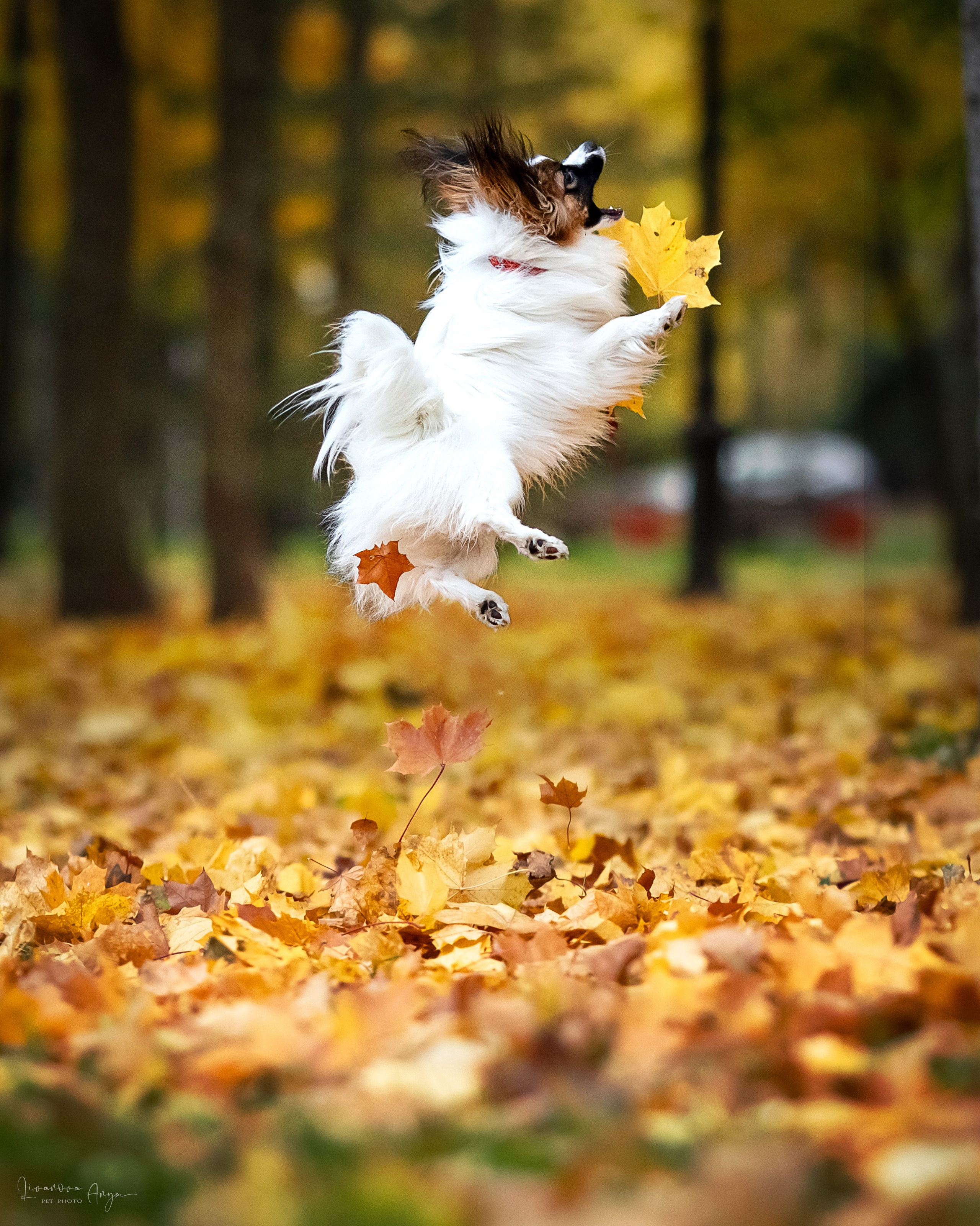 Хьюстон. Фотограф анималист Аня Ливанова | Рыбинск