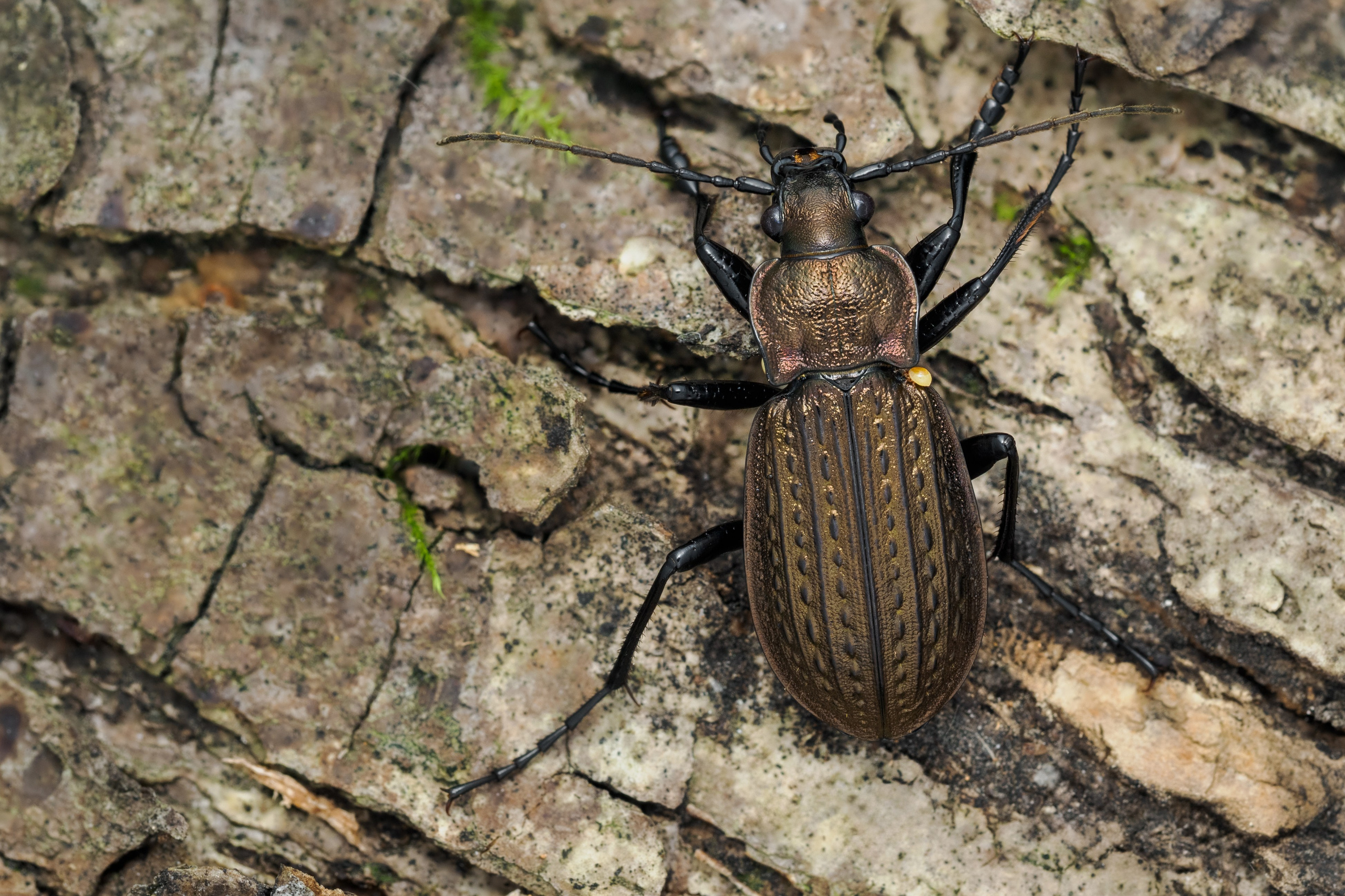 Жужелица зернистая