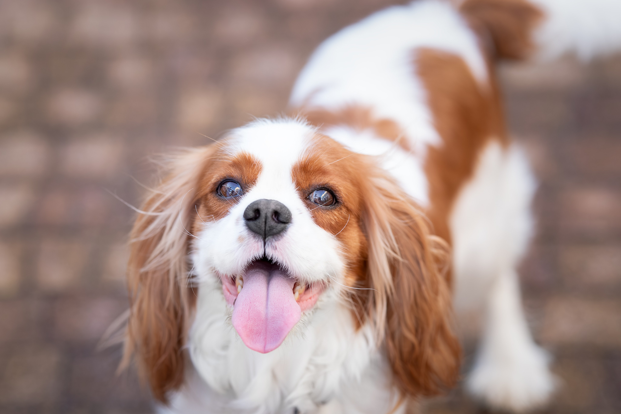 Нюша, Кавалер Кинг Чарльз Спаниель. Ирина Голомб|Фотограф-анималист в  Сочи и Калининграде