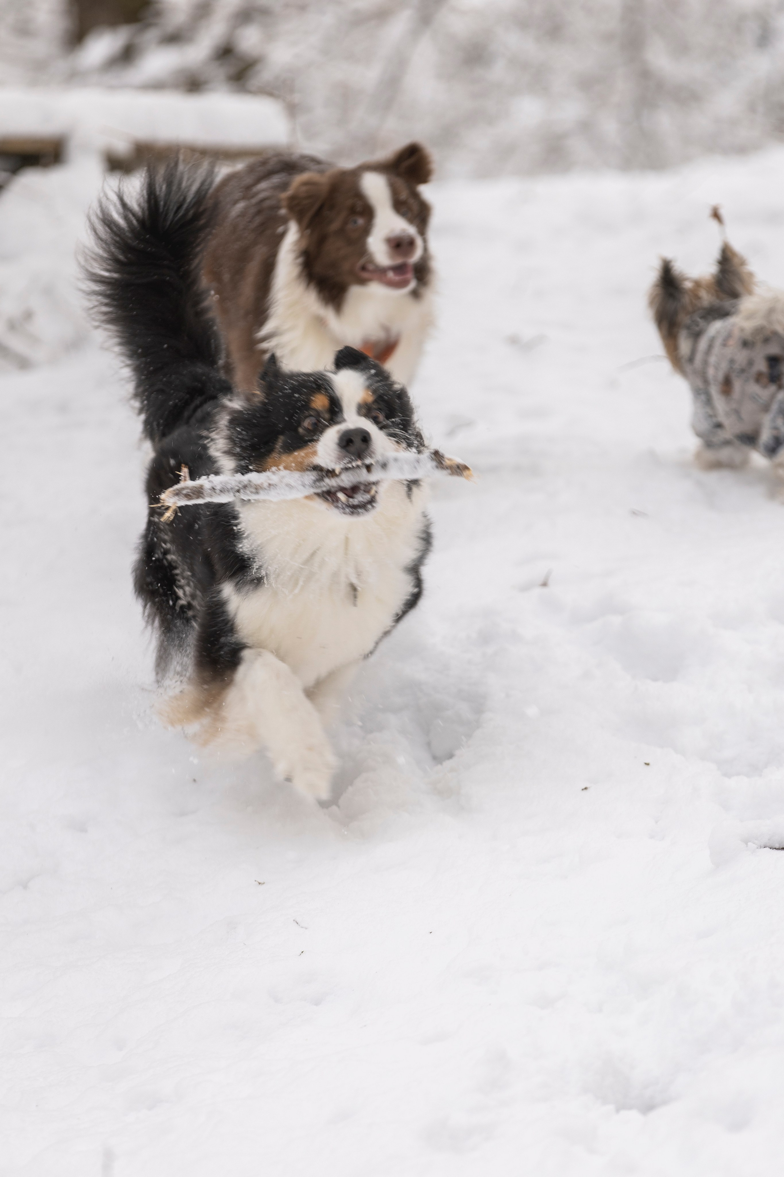 Догтуса Тропа Ефремова. Ирина Голомб|Фотограф-анималист в  Сочи и Калининграде