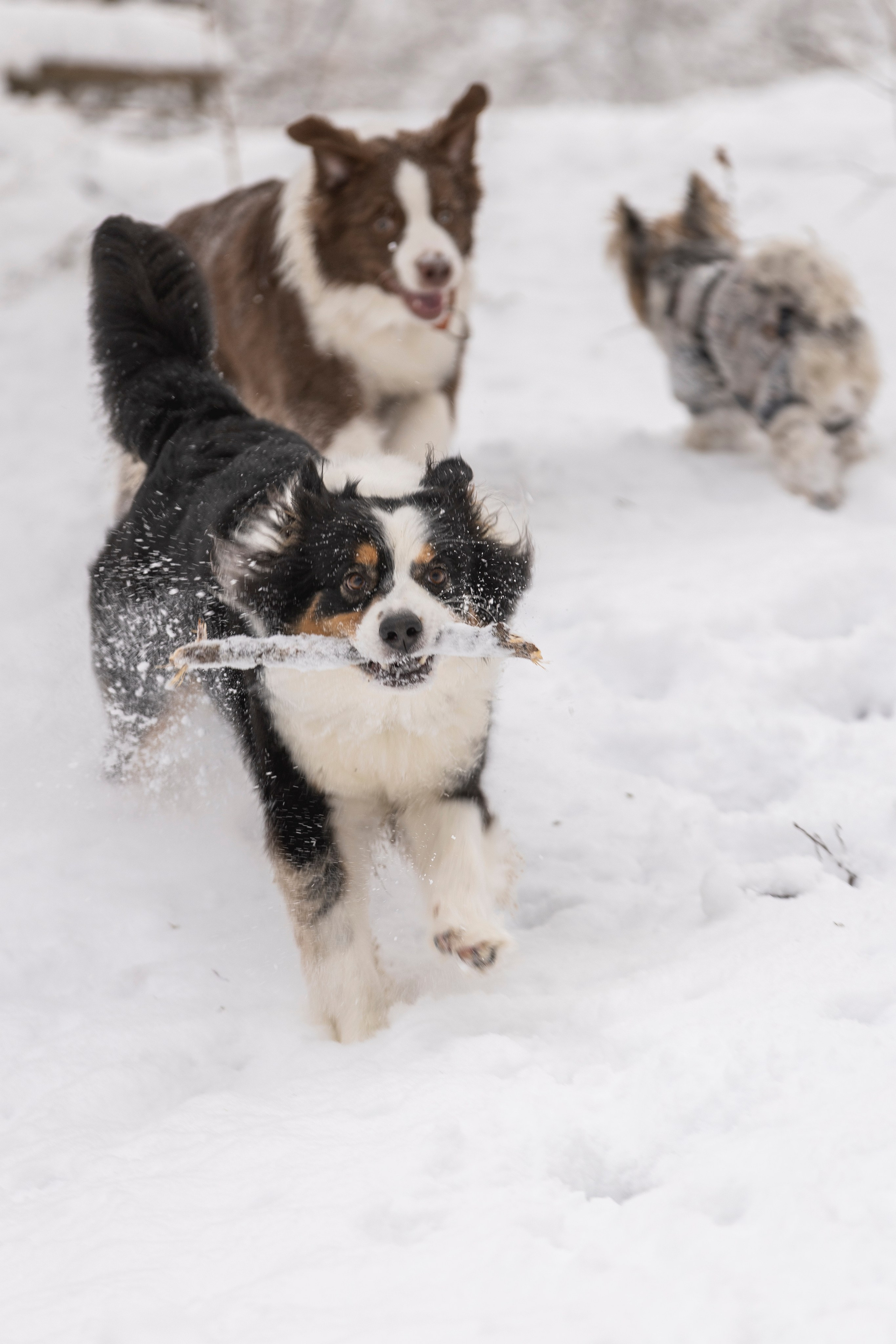 Догтуса Тропа Ефремова. Ирина Голомб|Фотограф-анималист в  Сочи и Калининграде