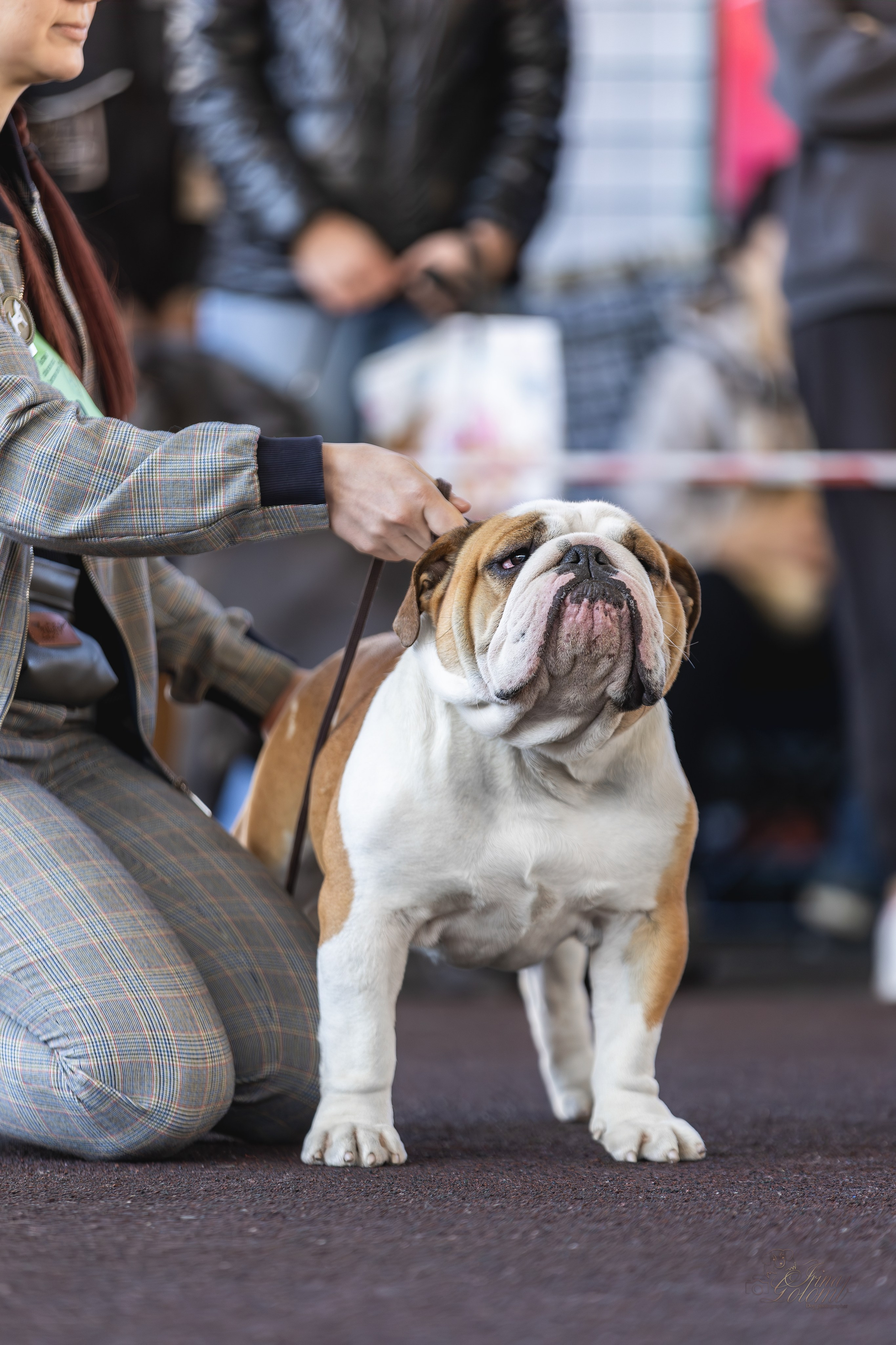 Выставка 25.02.2024. Ирина Голомб|Фотограф-анималист в  Сочи и Калининграде