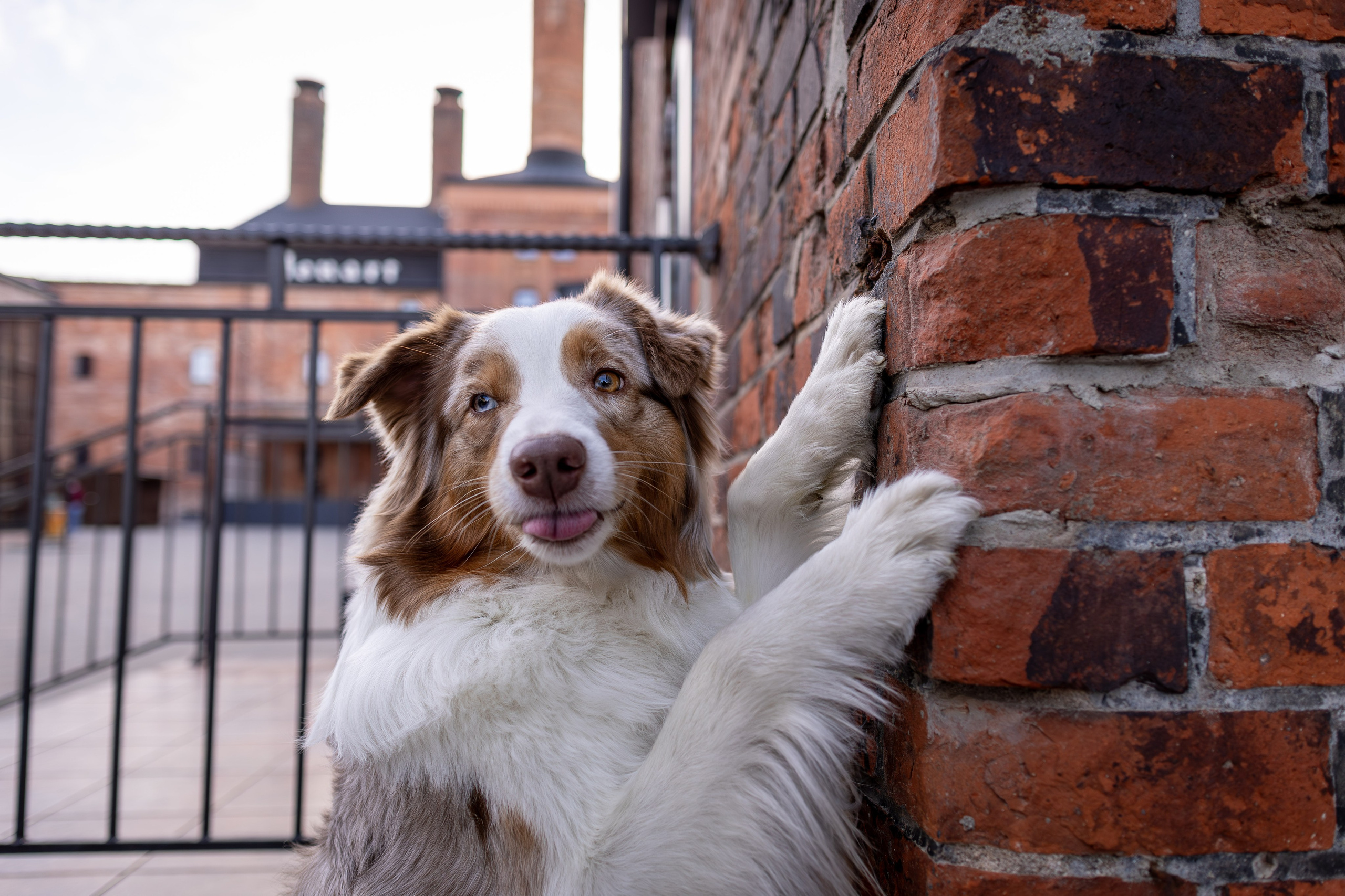 Полли, Австралийская Овчарка. Ирина Голомб|Фотограф-анималист в  Сочи и Калининграде