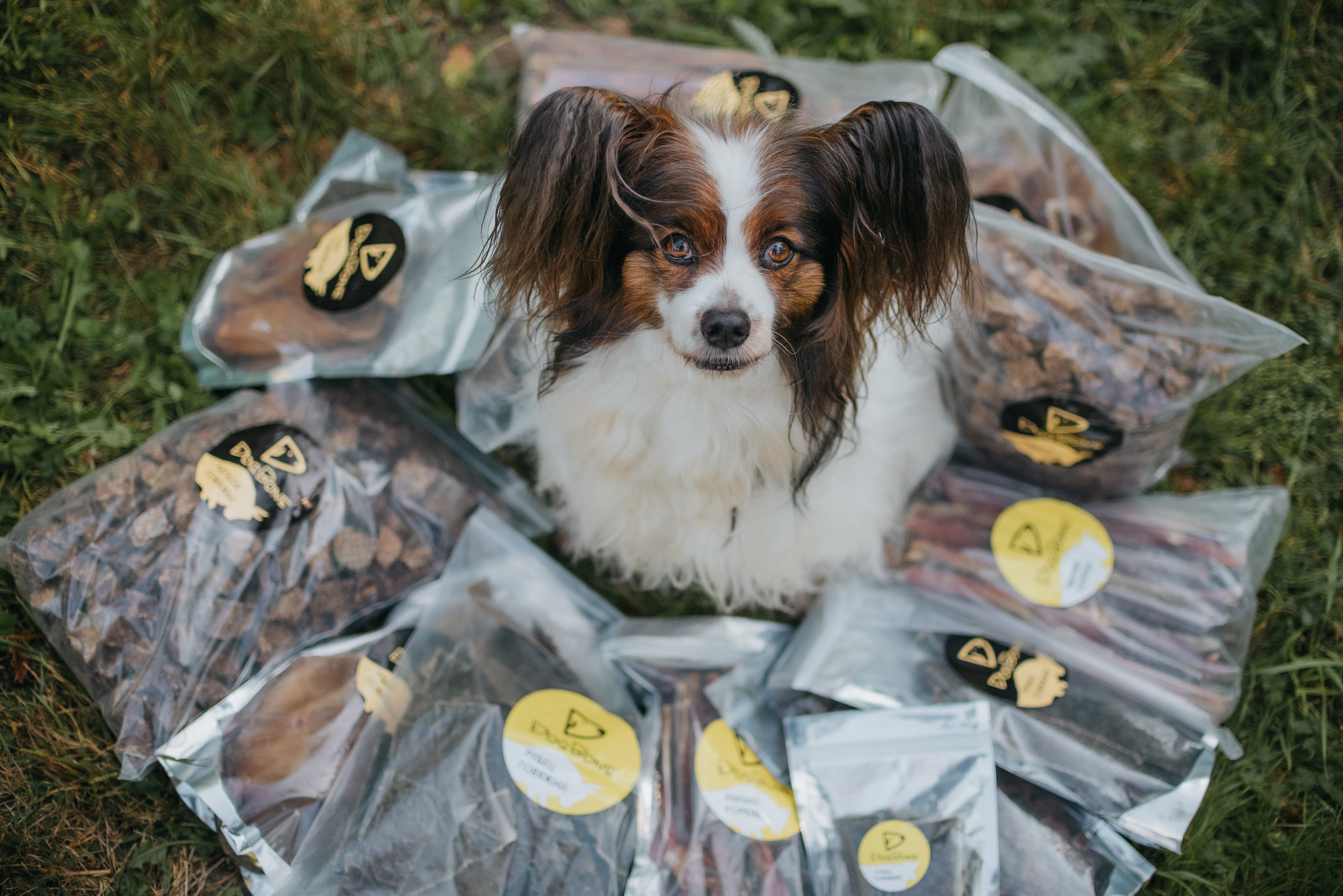 Dog Bone контент. Фотограф-анималист Валерия, Москва, Мытищи