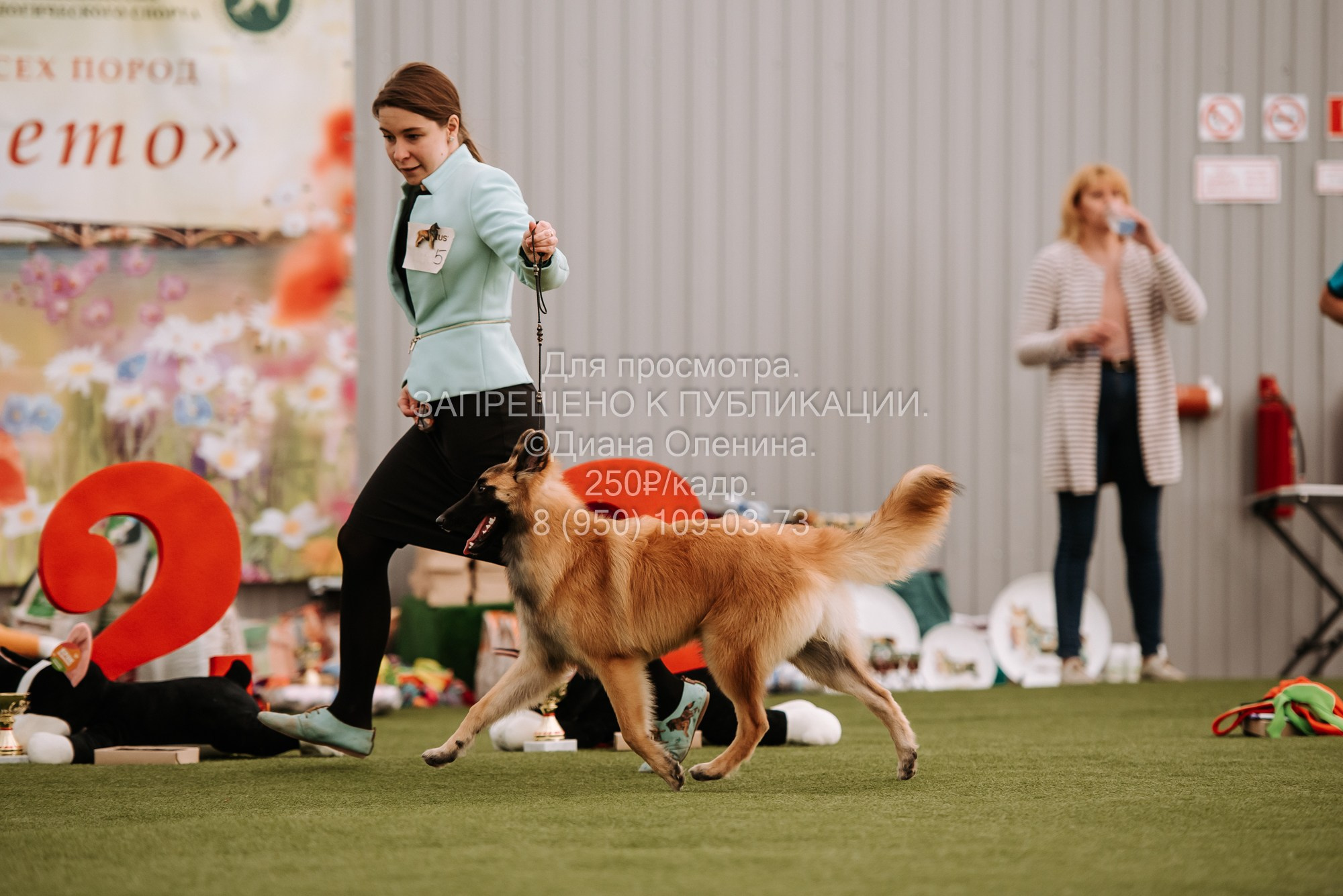Выставка собак Красноярск 2.06. Фотограф Диана Оленина Красноярск / Братск