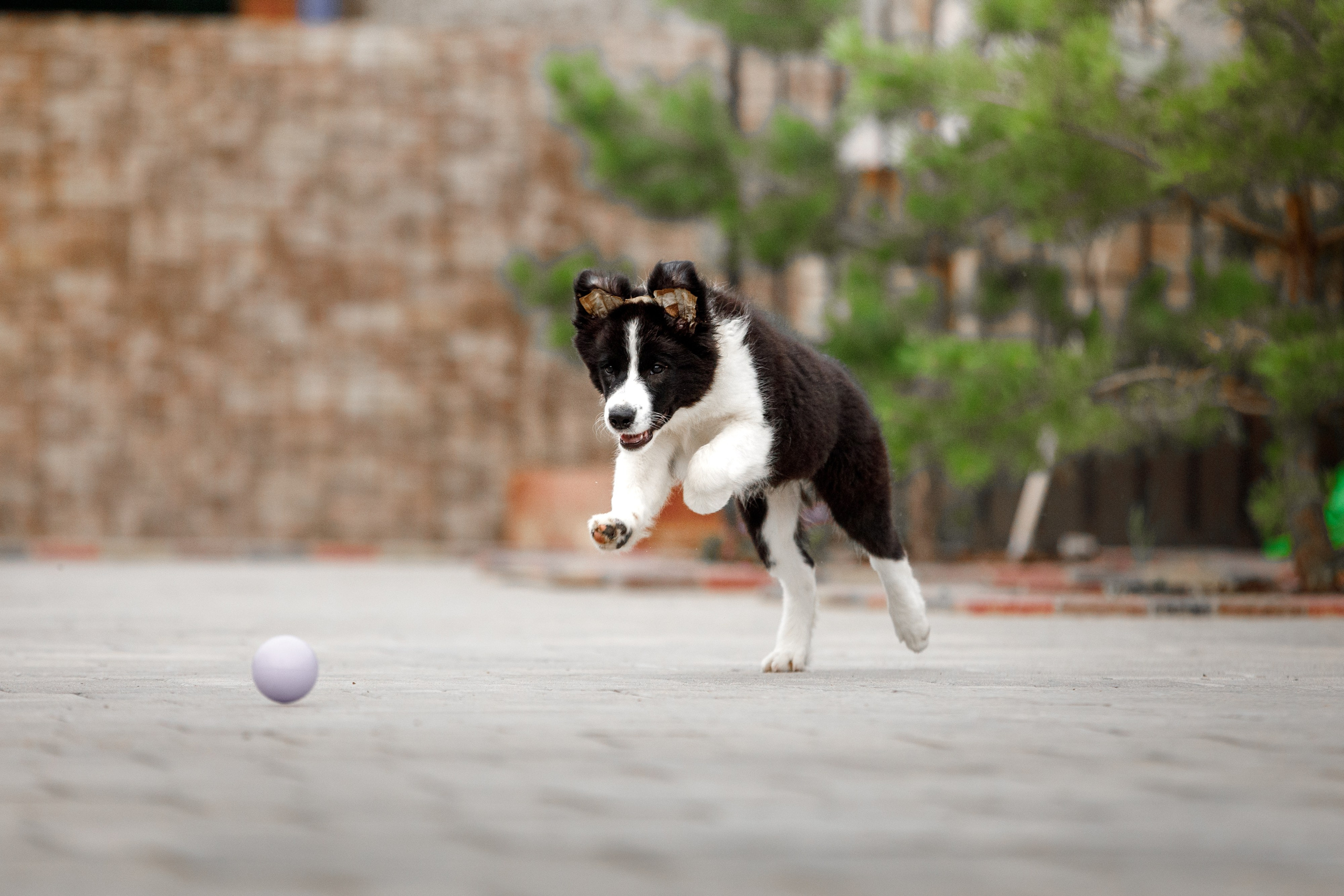 Болтовня в саду. О нас
