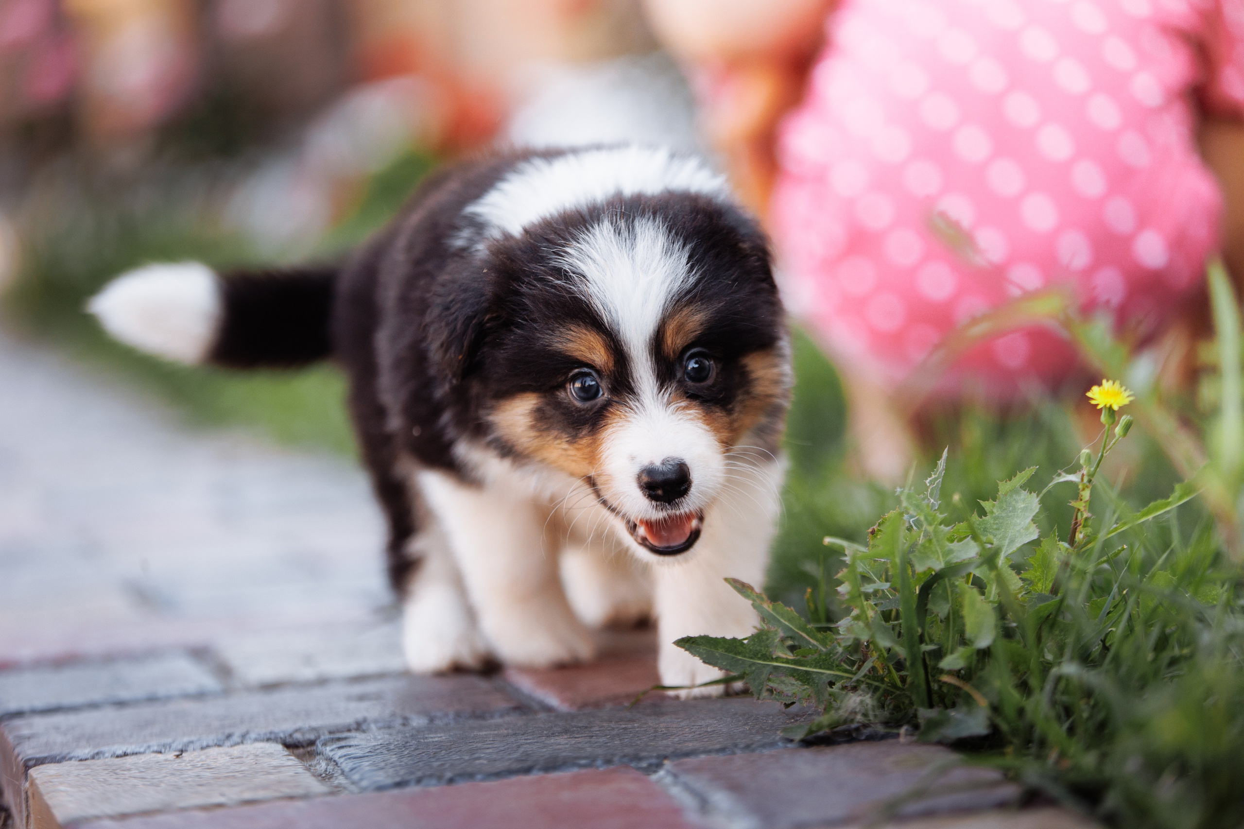 МММ — маленькое мягкое милое. О нас