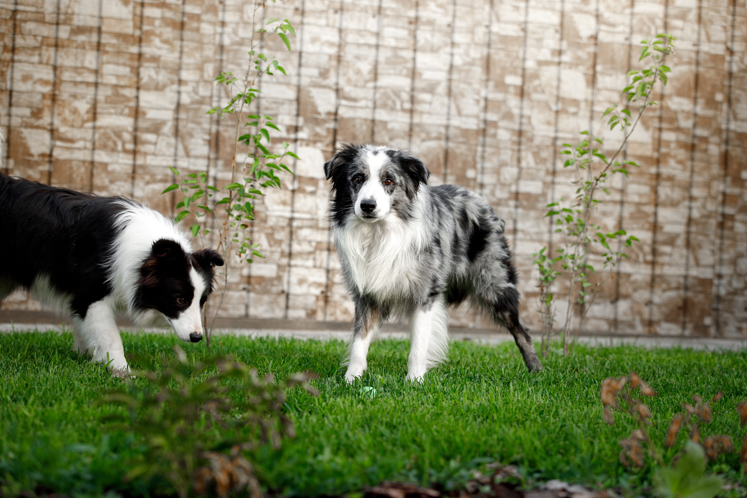 Болтовня в саду. О нас
