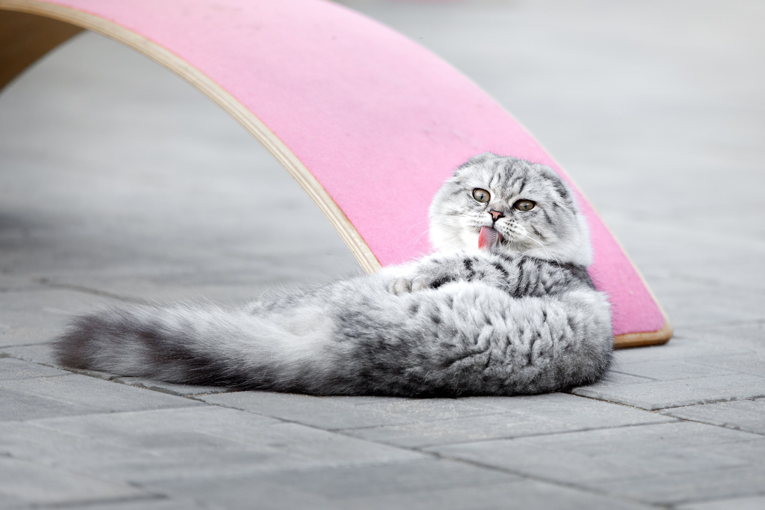 Болтовня в саду. О нас