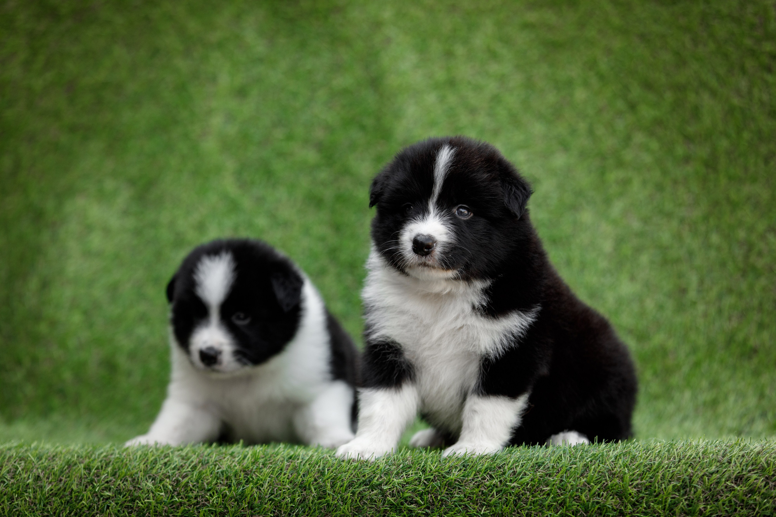 Смешарики. О нас